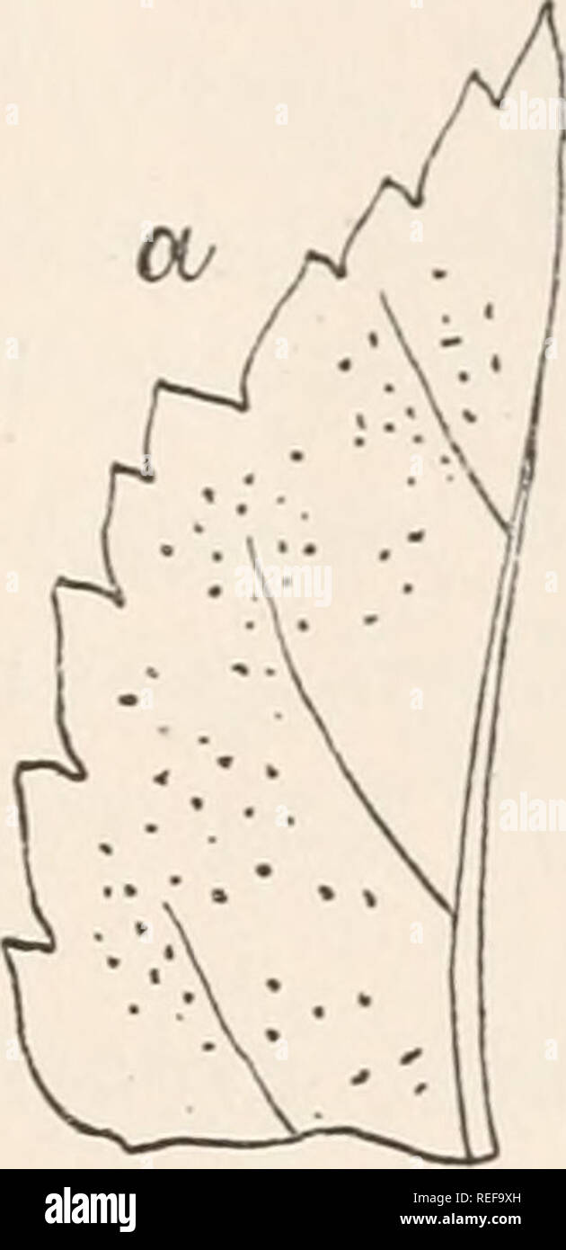 . Dr. L. Rabenhorst's Kryptogamen-Flora von Deutschland, Oesterreich und der Schweiz. Cryptogams -- Germany; Cryptogams -- Austria; Cryptogams -- Switzerland. Discosia 377 Abi es häutig; Sporen länglich - wurstförmig, mit zwei bis mehreren Quer- wänden, öfter mit drei Querwänden, an beiden Enden mit einer Cilie, hyalin oder gelbgrünlieh; Sporenträger stäbchenförmig. Der Name dieser Gattung- ist abgeleitet von discos = Scheibe, wegen dei Gestalt des Fruchtgehäuses. Abi es 3890. D. Artoereas (Tode) Fries, Summa Veg. Scand. p 423 Sacc, Syll. III. p. 653. Syn. Sphaeria Artoereas Tode, F. Meckl. II Stock Photo