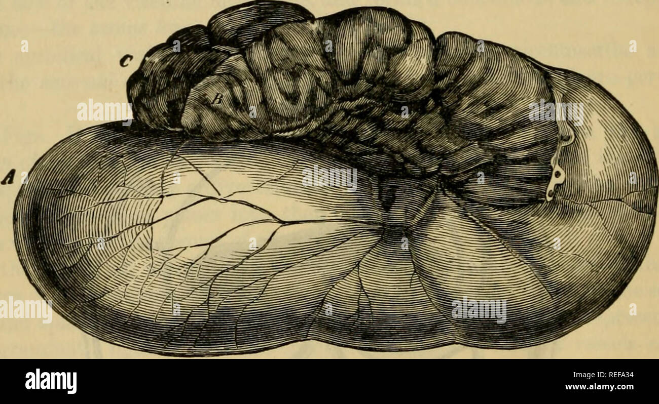 Sacculated High Resolution Stock Photography and Images - Alamy