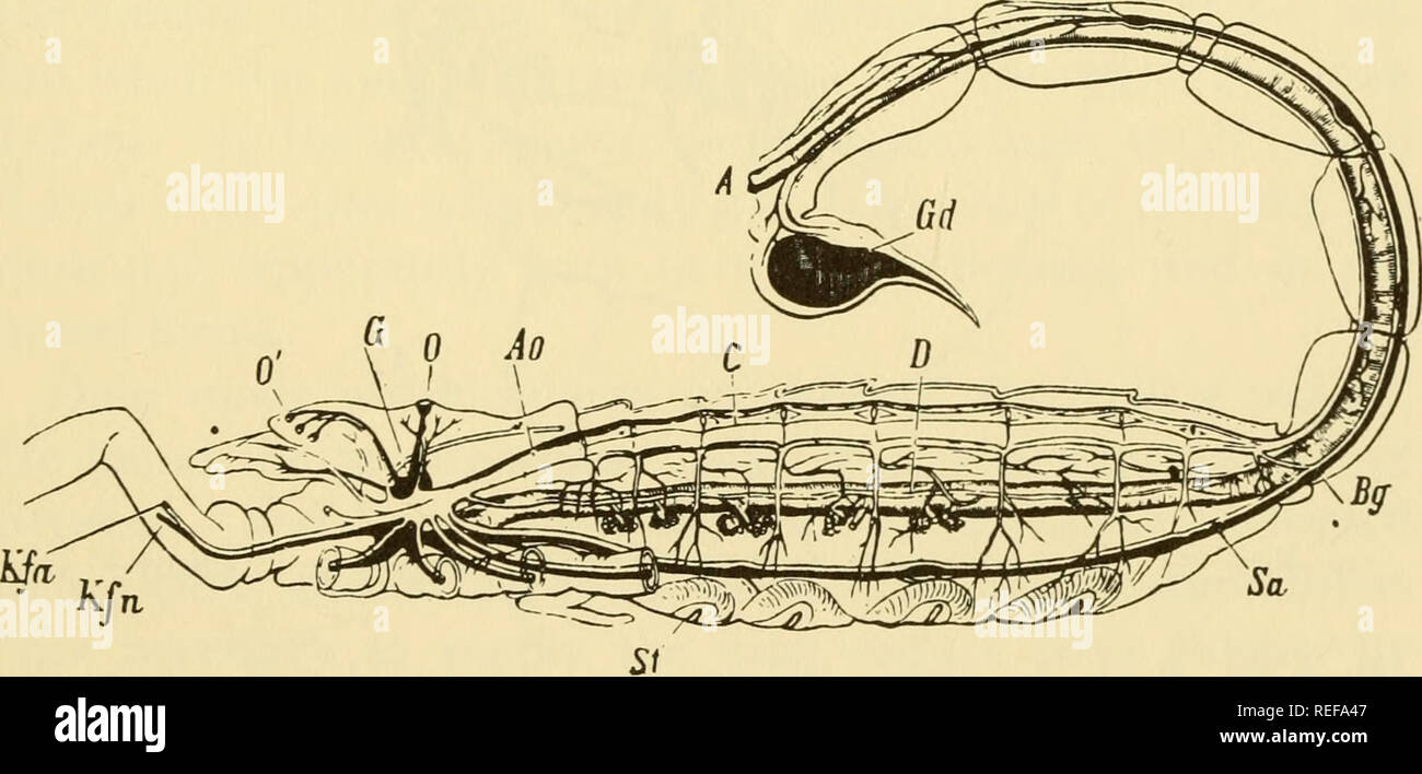 . The comparative physiology of respiratory mechanisms. Respiration. Fig. 31. Book lung of spider. Dia- gram. The length of the lung (v-tr) is about 1.5 mm in Epeira diadema. (Mac- Leod.). Fig. 32. Longitudinal section through scorpion showing lungs with spiracles, St. (Newport.). Please note that these images are extracted from scanned page images that may have been digitally enhanced for readability - coloration and appearance of these illustrations may not perfectly resemble the original work.. Krogh, August, 1874-1949. Philadelphia, University of Pennsylvania press Stock Photo