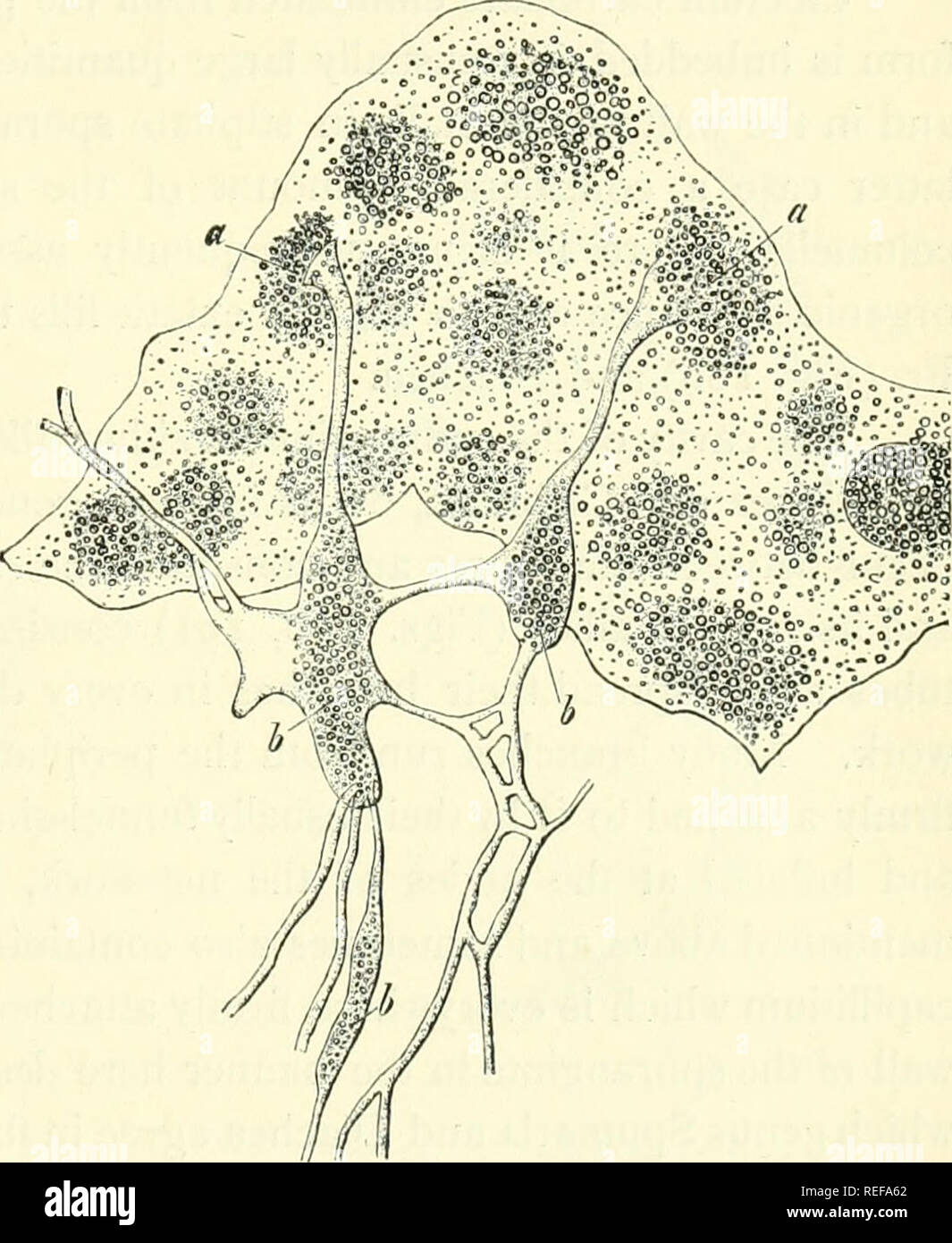 . Comparative morphology and biology of the fungi, mycetozoa and bacteria. Fungi -- Morphology; Bacteria -- Morphology. FIG. 190. Physarum Uucophaeum, Fr. a spor- angium seen from without, b sporangium divided in half and the frame-work of the capillitium exposed by removal of the spores. Magn. 25 times. FIG. 191. Physarum leutopJiaeum, Fr. Piece of the wall of a sporangium with tubes of the capillitium attached and spread out in w ater ; a points of attachment of the tubes of the capillitium ; b calcium carbonate-vesicles; to the right on the margin a calcium carbonate- vesicle on the wall. T Stock Photo