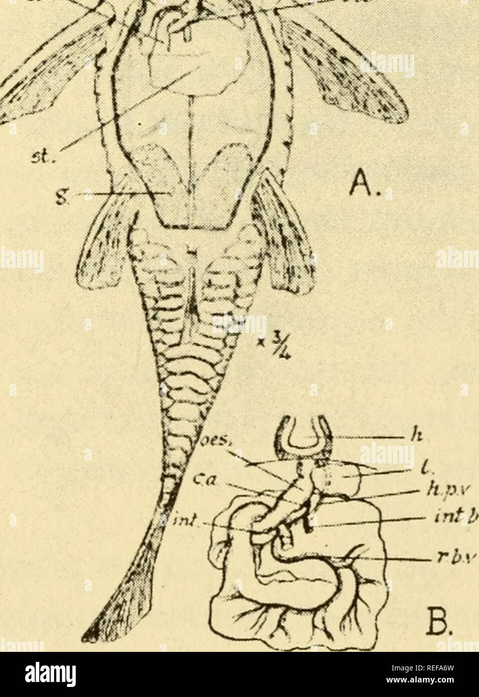 . The comparative physiology of respiratory mechanisms. Respiration. Fig. 25 Fig. 26 Fig. 25. Fourth branchial arch in Clarias melanoderma with respiratory &quot;tree.&quot; (Bohme.) Fig. 26. Respiratory tree slightly enlarged (Diameter about 2 cm'in fish of 50 cm). (Bohme.) frogs (Das, 1928). In Plecostomus and Ancistrus (tropical Siluroida) the stomach (Fig. 27) is a respiratory organ into which air is swallowed and again regurgitated (Carter and Beadle, 1930; Carter, 1935). which Cobitis (Misgurnus) is the best known example, more distal parts of the in- testine are respiratory, and the air Stock Photo