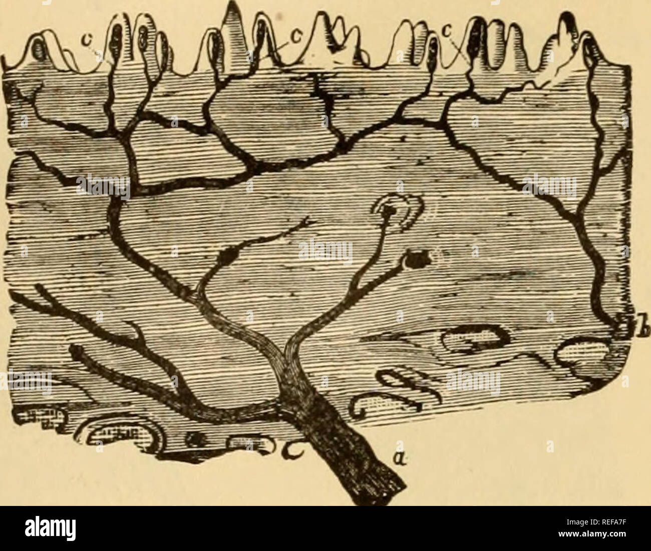 Reticular connective tissue hi-res stock photography and images - Alamy