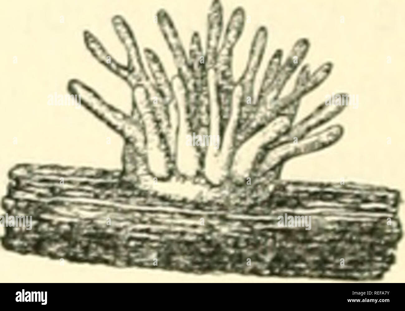 . Comparative morphology and biology of the fungi, mycetozoa and bacteria. Fungi -- Morphology; Bacteria -- Morphology. Fir,. 1S6. Stcmonitis fcrruginca. a a com- mencing sporangium with the first beginning of the central column, b sporangium which has reached its mature form,capillitium and spores not yet formed. Moth figures re] n imens in optical [ongitu* dinal section hardened in alcohol and then rendered transparent in glycerine. amagn.i2times, b 15 u. Fig. 187. Ceratiutn hydnoides. Forming of sporophores on plasmodia which have come to the surface of a piece of wood. Successive stages of Stock Photo