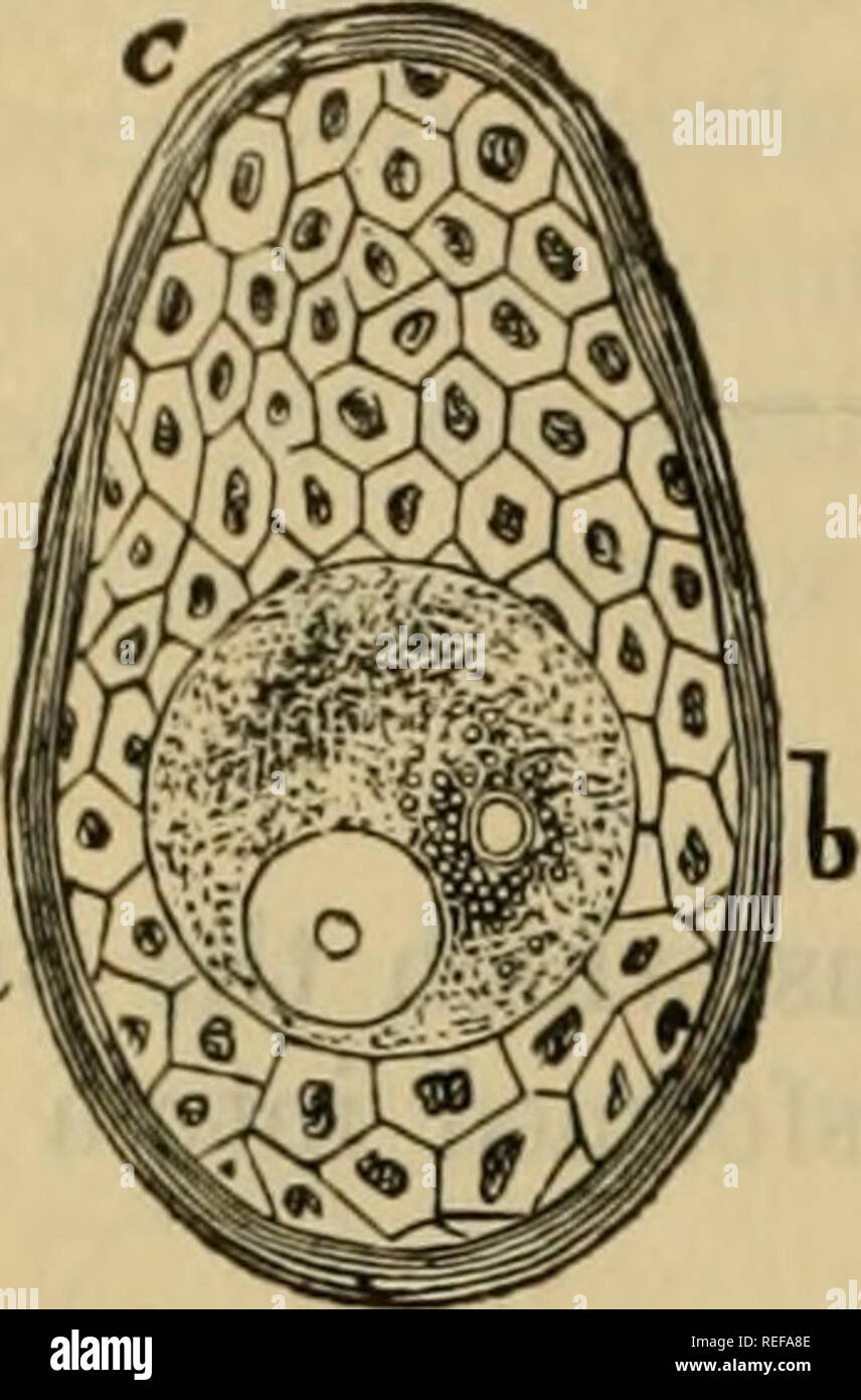 . The comparative anatomy of the domesticated animals. Veterinary anatomy. 1006 EMBRYOLOGY.. fecundation ; and although we have not to treat of fecundation itself, yet it ia well to bring forward the essential fact resulting from modern investigations on this point, showing that this great act consists in the fusion of two germs —the female pronucleus, arising from the division of the germinal vesicle ; and the male pro)iucleus, due to the transformation and migration of the spermatozoid. These two elements, by their fusion, originate the i/olk- nucleus which, by its double origin, contains th Stock Photo