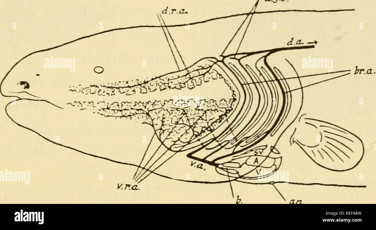 . The comparative physiology of respiratory mechanisms. Respiration