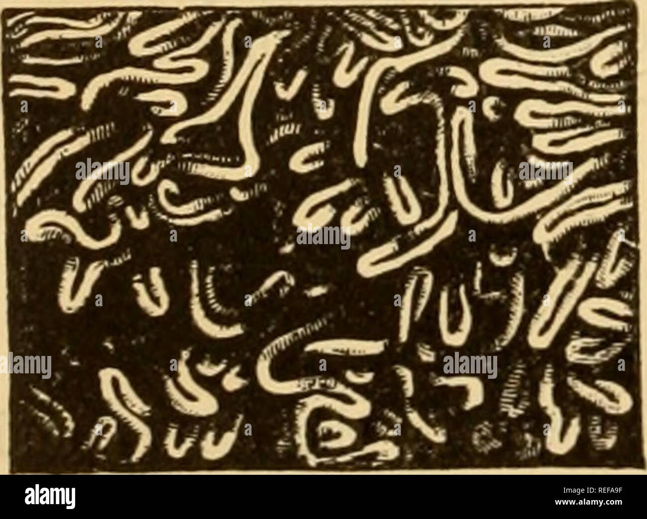 . The comparative anatomy of the domesticated animals. Horses