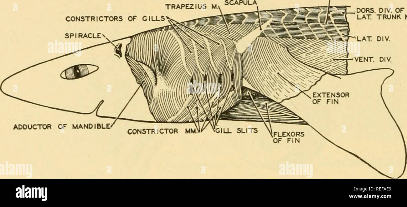 Abducens nerve hi-res stock photography and images - Alamy