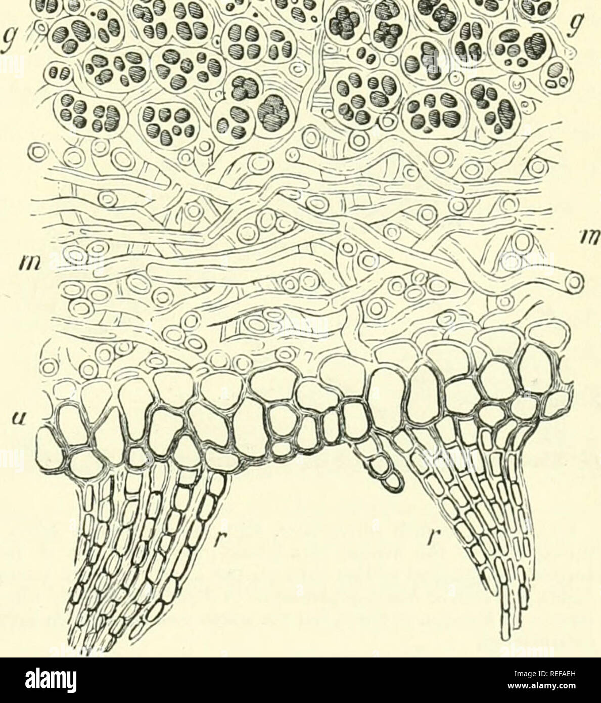 . Comparative morphology and biology of the fungi, mycetozoa and