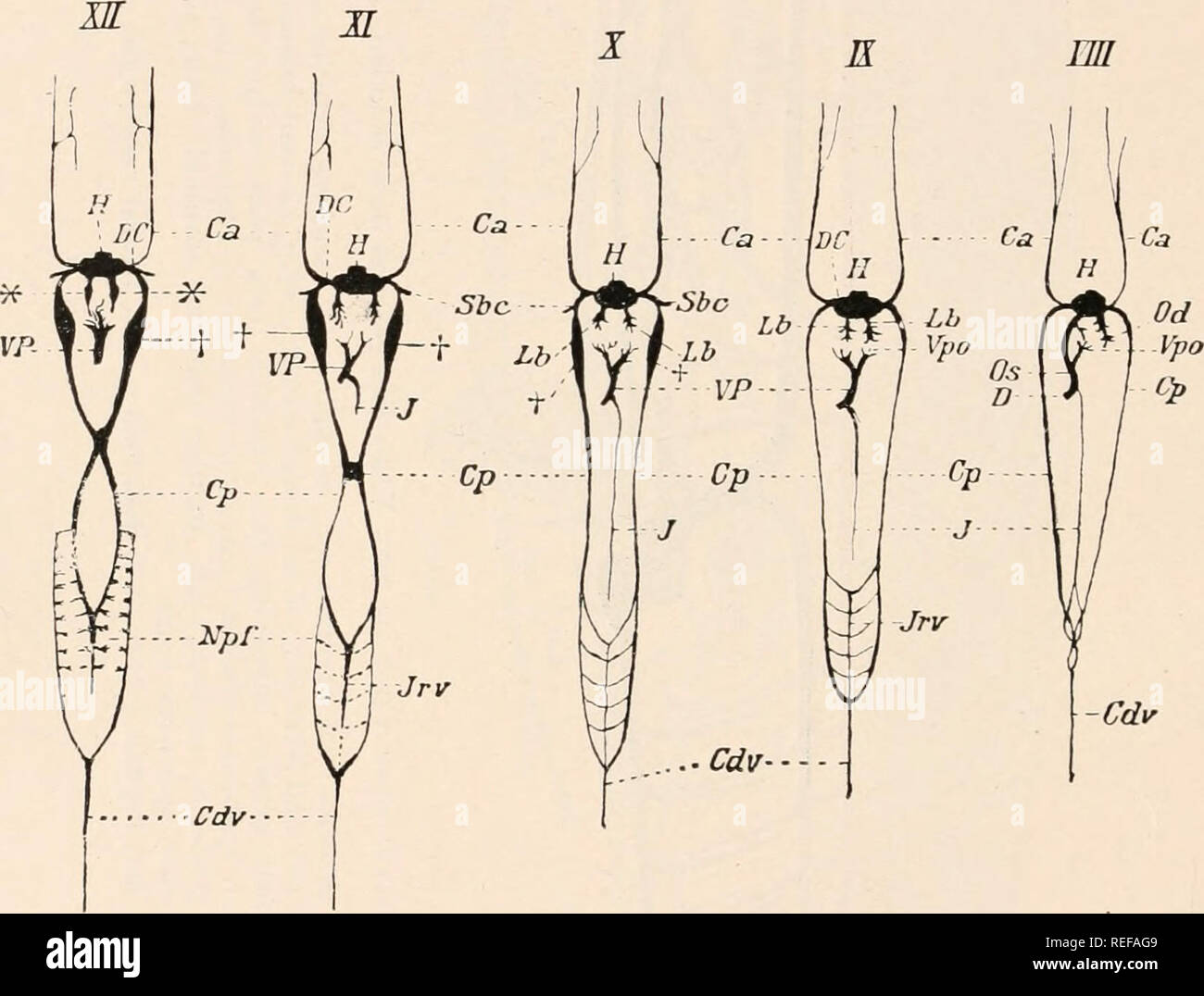 . Comparative anatomy of vertebrates. Anatomy, Comparative; Vertebrates. 422 COMPARATIVE ANATOMY II Os i ii m IE Y 1 1 2 ? * V IT •*- * A A A A &quot;'l &amp;-/ Lft? -a (//) &lt;w /VJ A^ r«* [odcp- 7T • Cp - °i 4 A 4 ,t to ^ J1 1 Jr oT- ,7 cz u 1 I -&quot;1 k. -Cdv Fi&lt;;. 3'26.—DIAGRAM OK STACKS IN THE DEVELOPMENT OF THE VEINS IN ELASMO- BRANCHS. (I—XI after Rabl, XII after F. Hochstetter.) Ca, C'p, anterior and posterior cardinal veins ; Cdv, caudal vein ; C7, region of the cloaca ; DC, precaval vein or sinus ; D, D, vitelline veins ; H, sinus venosus of heart; J, subintestinal vein  Stock Photo