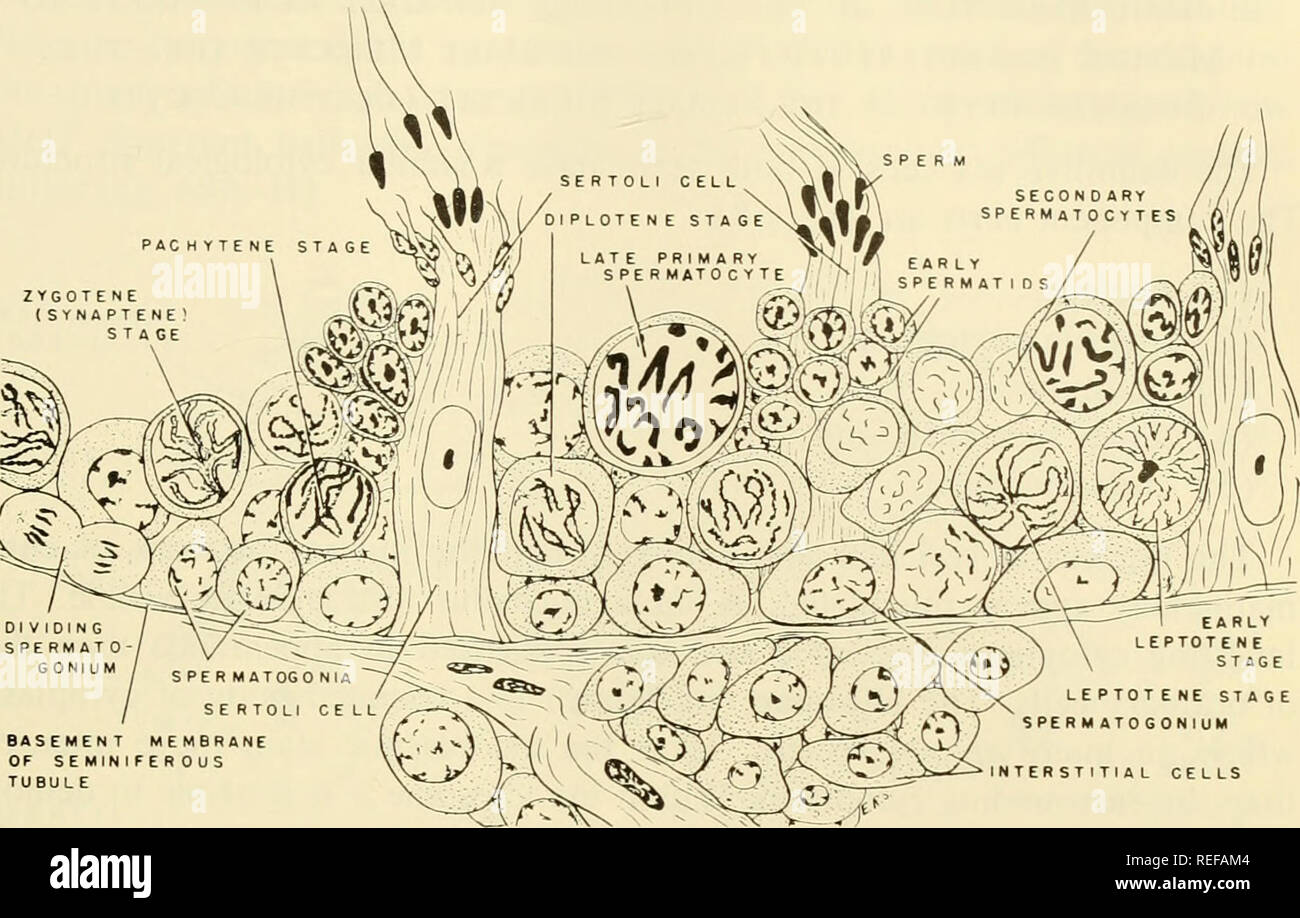 . Comparative embryology of the vertebrates; with 2057 drawings and photos. grouped as 380 illus. Vertebrates -- Embryology; Comparative embryology. MATURATION OF GAMETES 125. BASEMENT MEM OF SE MINI FE R 0 TUBULE SPERM ATOGONIUM INTERSTITIAL CELLS Fig. 65. Semidiagrammatic representation of a part of the seminiferous tubule of the cat testis. male and female germ cells. On the other hand, the word spermatocyte is given to the developing male gamete during the period of chromosome dimi- nution, whereas the word oocyte is applied to the female gamete in the same period. When, however, the perio Stock Photo