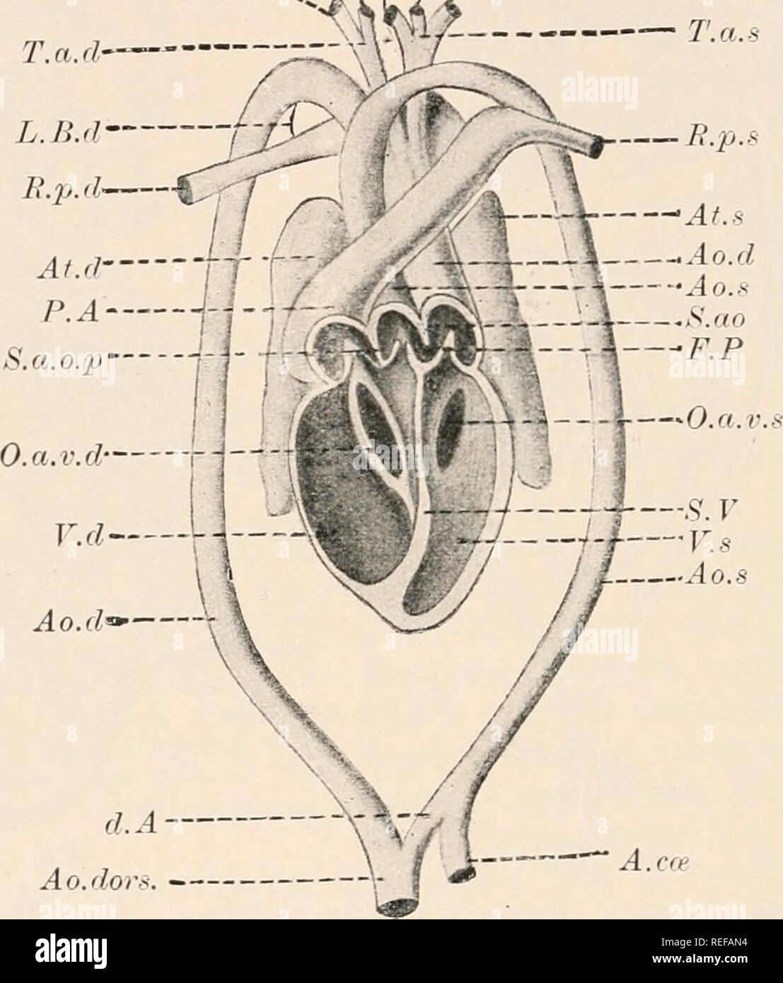 Comparative Anatomy Of Vertebrates Anatomy Comparative Vertebrates 410 Comparative Anatomy Septum Ventriculorum Is Complete Or Incomplete Is Either Entirely Venous Crocodiles Or Mixed Other Reptiles Thus Even In Crocodiles Although Unmixed