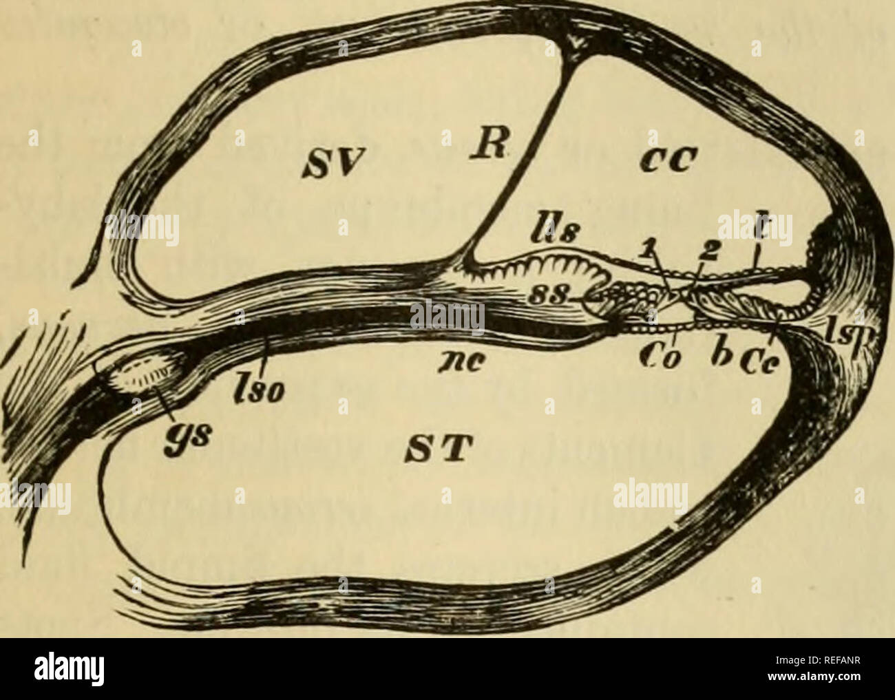 . The comparative anatomy of the domesticated animals. Veterinary anatomy. TEE AUDITORY APPARATUS. SO that its centre nearly corresponds to the inner wall of the tympanum. A partition—the lamina spiralis, spiral like the cavity—divides it into two distinct sections, or scales—a superior and inferior. This partition is attached by its inner border to the central axis of the cochlea, but is free at its external margin, whick does not quite reach the periphery of the cavity. The two scalse, therefore^ Fig. 512.. SECTION THROUGH ONE OF THE COILS OF THE COCHLEA. ST, Scala tympani; SV, scala vestibu Stock Photo