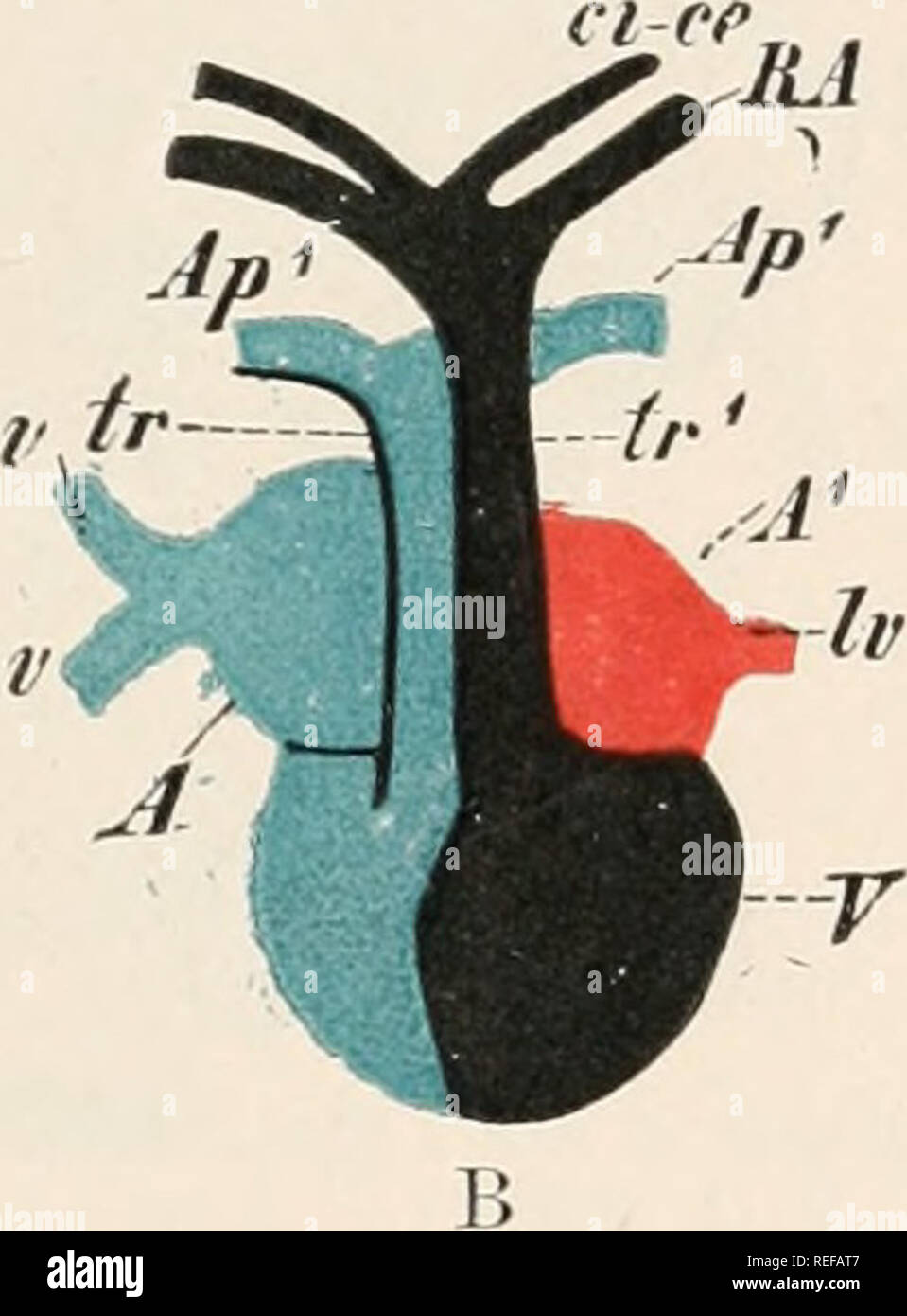 . Comparative anatomy of vertebrates. Anatomy, Comparative; Vertebrates. A FIG. 306.—DIAGRAM SHOWING THE COURSE OF THE BLOOD THROUGH THE HEART ix UrodfJa (A) AND Anura (B). A, right atrium ; A1, left atrium ; ir, fi; pulmonary veins; tr, conus arteriosus, divided in Anura (B) into two portions, tr, tr1 : through tr -venous blood passes into the pulmonary arteries, Aj&gt;}, Aj&gt;1, while through tr1 mixed blood goes to the carotids, ci—&lt;'e, and to the roots of the aorta, Ft A ; V, ventricle ; 11, v, pre- and postcavals (only one precaval is indicated). are always two sinu-atrial valves and  Stock Photo