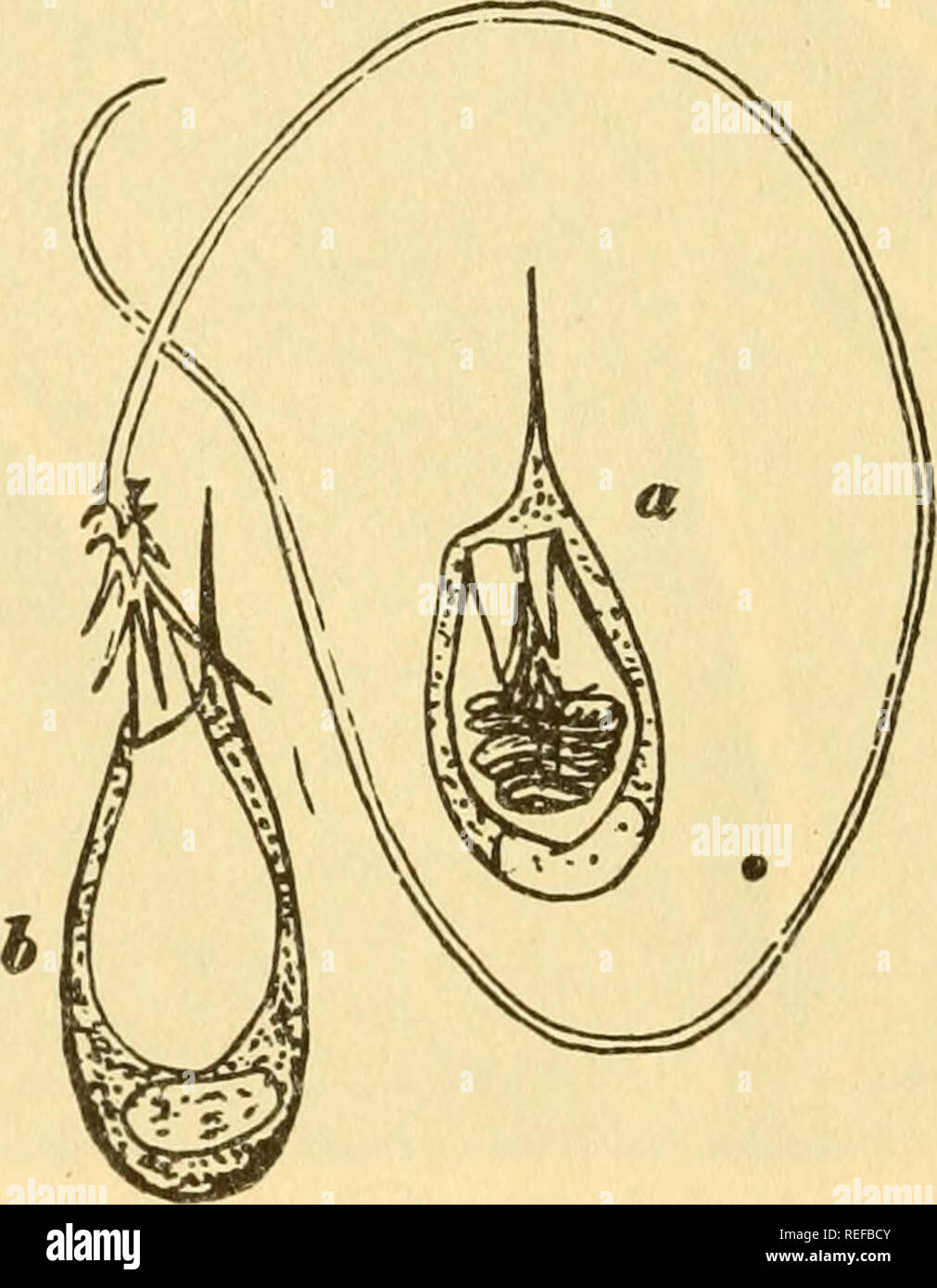 . Comparative animal physiology. Physiology, Comparative; Physiology, Comparative. 656 Comparative Animal Physiology like process by eversion (Fig. 248). There is usually a cap or operculum covering that region of the undischarged nematocyst through which the thread is ejected. The nematocysts are produced within interstitial cells either at their final site or at some distance from this site, to which they move by ameboid activity or passive transportation. A cell containing a nematocyst is known as a cnidoblast or nematocyte. The portion of the cnidoblast con- taining the nematocyst eventual Stock Photo