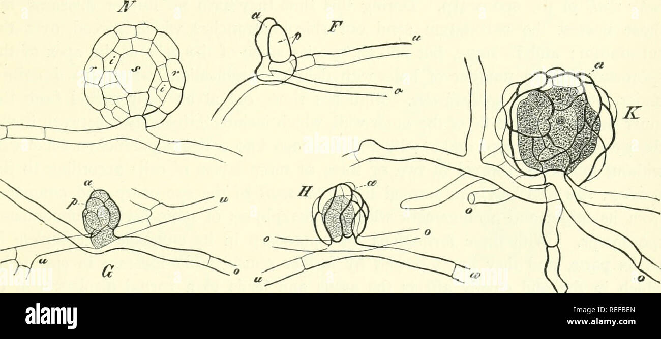 . Comparative morphology and biology of the fungi, mycetozoa and bacteria. Fungi -- Morphology; Bacteria -- Morphology. CHAP. V.—COMPARATIVE REVIEW. - ASCOMYCETES.—ERYSIPHEAE. 201 and in Pleospora and Nectria the paraphyses are even formed from the same group. Hartig's conjecture with regard to Nectria may certainly hold good of Claviceps and also of Epichloe, that special ascogenous initial organs are really present on the very young stroma, but up to the present time have been overlooked; as regards Pleospora we have only Bauke's somewhat imperfect preliminary communication. With the account Stock Photo