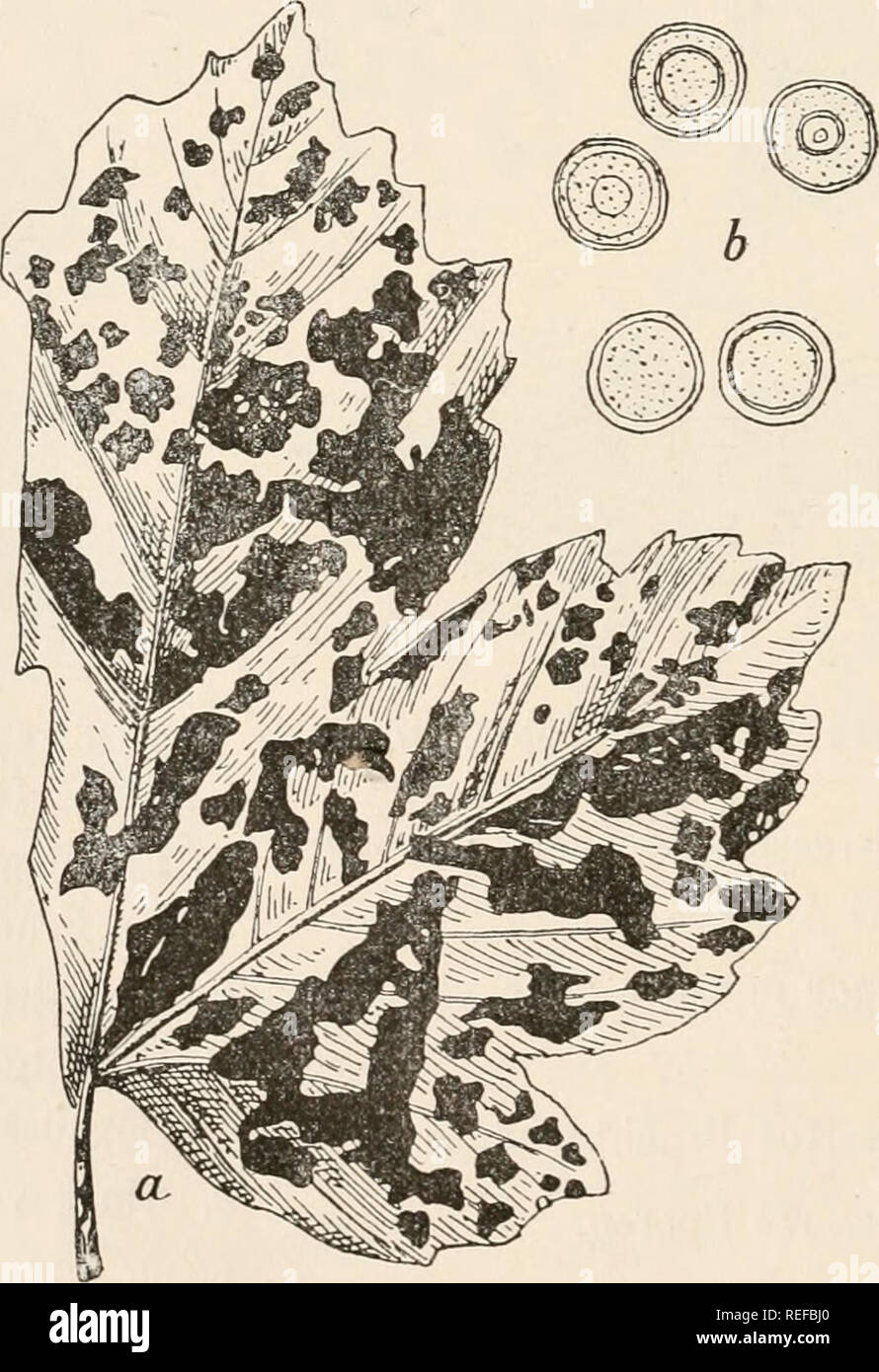 . Dr. L. Rabenhorst's Kryptogamen-Flora von Deutschland, Oesterreich und der Schweiz. Cryptogams -- Germany; Cryptogams -- Austria; Cryptogams -- Switzerland. Haplosporella Francisci Dom. Sacc. a. Ein senkrecht durchschnit- tenes, vergrössertes Stroma mit drei Kammern. b. Zwei sehr stark vergrösserte Sporen auf den Sporenträgern. Nach Saccardo in Gr. Lindau, Fungi imperfecti in Engler's Natürl. Pflanzenfamilien, p. 365.. Discomycopsis rhytismoides Jul. Müller. a. Ein Ahornblatt mit dem Pilze in natürlicher Grösse. b. Sehr stark vergrösserte Sporen. Nach Jul. Müller in G. Lindau, Fungi imperfec Stock Photo