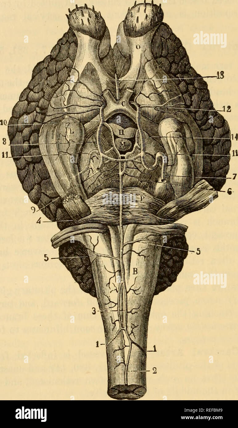 . The comparative anatomy of the domesticated animals. Horses; Veterinary anatomy. 666 THE ARTERIES. Anterior Cerebral Artery.—This enters immediately above the optic commissure, and proceeds inwards to unite, in the middle line, with the oppo&amp;ite artery, forming with it a single vessel. This middle artery (or arteria corporis Fig. 380.. ARTERIES OF IHE BRAIN. B, Medulla oblongata; P, pons Vaiolii; L, mastoid lobule; o, olfactory lobule; C, chiasma of the optic nerves; M, maramiliary or pisiform tubercle (corpus albicans); H, pituitary gland (three- fourths have been excised). 1, 1, Cerebr Stock Photo