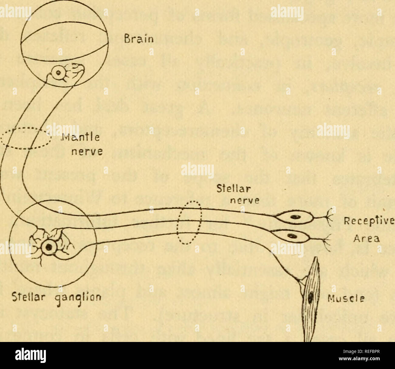 Comparative physiology. Physiology, Comparative; Physiology, Comparative. THE ANALYSIS OF BEHAVIOUR IN ANIMALS 155 side and then the stimulated organ itself. Stronger stimuli lead first to the withdrawal of both antennules,then the Comparative physiology. Physiology, Comparative; Physiology, Comparative. THE ANALYSIS OF BEHAVIOUR IN ANIMALS 155 side and then the stimulated organ itself. Stronger stimuli lead first to the withdrawal of both antennules,then the