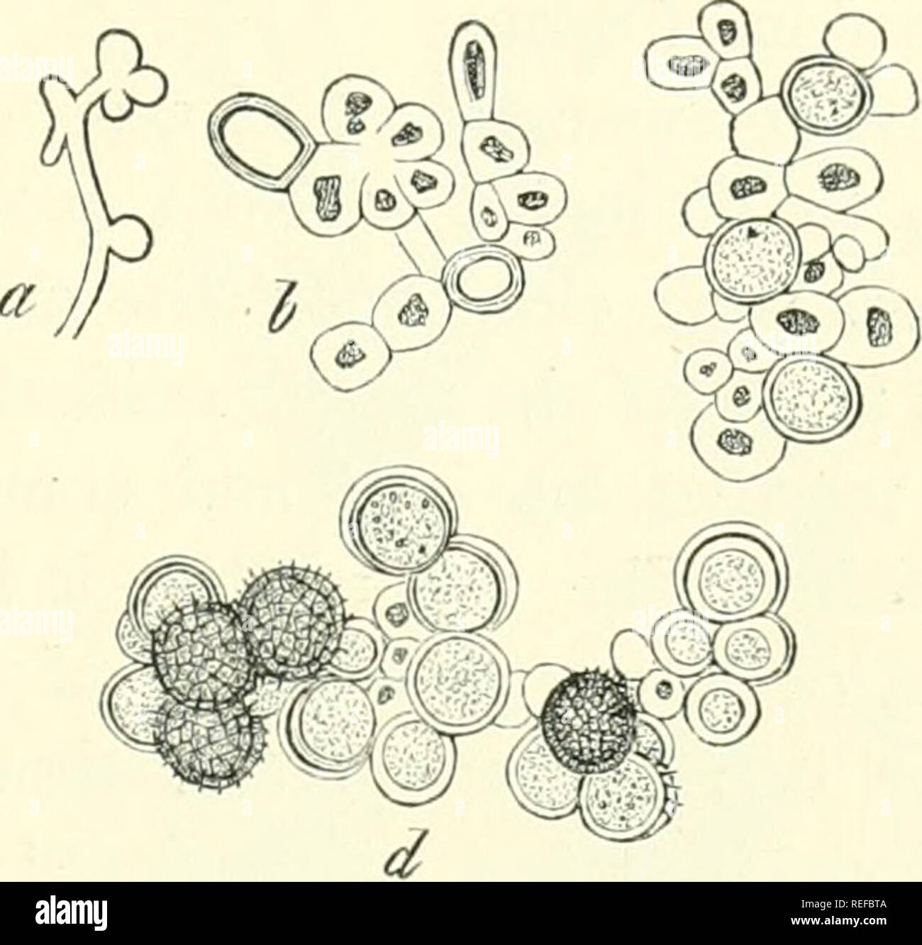 . Comparative morphology and biology of the fungi, mycetozoa and bacteria. Fungi -- Morphology; Bacteria -- Morphology. FIG. 81. a and b Entyloma Calendulae. a mycelial filament with two young resting-spores. * resting-spore germinating; the front pair of primary sporidia in the whorl shows conjugation at the base, c and d Entyloma Ungerianum, DeBary. cagerminatingresting-spore; four primary sporidia conjugating by pairs at their apices, d the same specimen seven hours later ; commencement of the abjointing of a secondary sporidium (gonidium) on each pair. Magn. 600 times. FlG. 82. Development Stock Photo