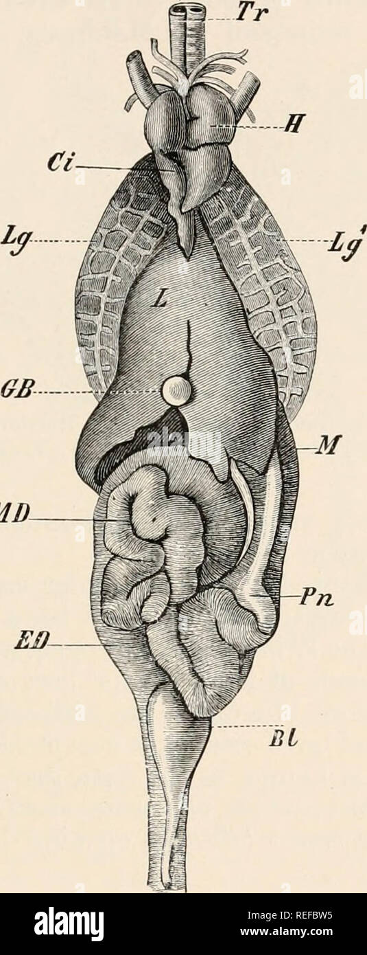 Comparative Anatomy Of Vertebrates Anatomy Comparative Vertebrates Liver 347 Latter With The Stomach Both Ontogenetically And Phylogenetically The Liver Is An Older Organ Than The Pancreas Which Is Developed From The