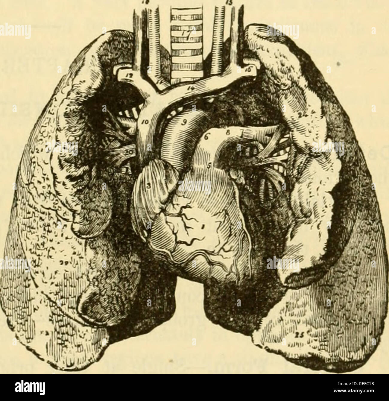 . The comparative anatomy of the domesticated animals. Horses; Veterinary anatomy. THE HEART. 59S the auricles, the effect of which is the repletion of the ventricles. 3. The systole of ths ventricles, propelling the blood into the arterial systems ; after which comes another period of general diastole. Fig. 359. DiPPEBENTIAL CHARACTERS IN THE HeART OP THE OTHER ANIMALS. In the Ox, Sheep, and Goat, the ventricular mass of the heart is more ropjularly conical than in Solipetls; it has three longitudinal grooves, one of whirh is accessory and passes behind the (left) ventricle. In the Ox two sma Stock Photo