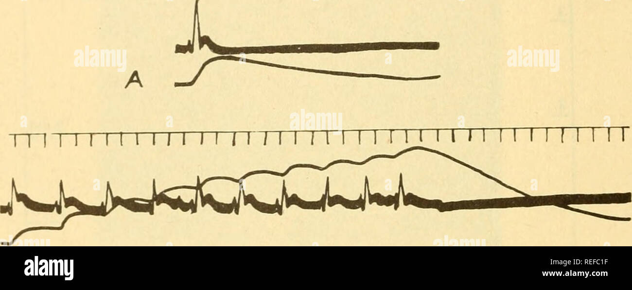 . Comparative animal physiology. Physiology, Comparative; Physiology, Comparative. cgQ Comparative Animal Physiology In Crustacea the graded potentials of the neuromuscular junction con- tribute largely to the total action potential of the muscle. Their role in con- traction will be discussed below. In long-fibered smooth muscles, such as the anterior retractor of the byssus in Mytilns, impulses appear to be propagated at a rate of 13-20 cm./sec. with a simple action potential of duration 2-3 sec.^o^- 10.5 when the muscle is stimulated repetitively the action potentials increase in height (sta Stock Photo