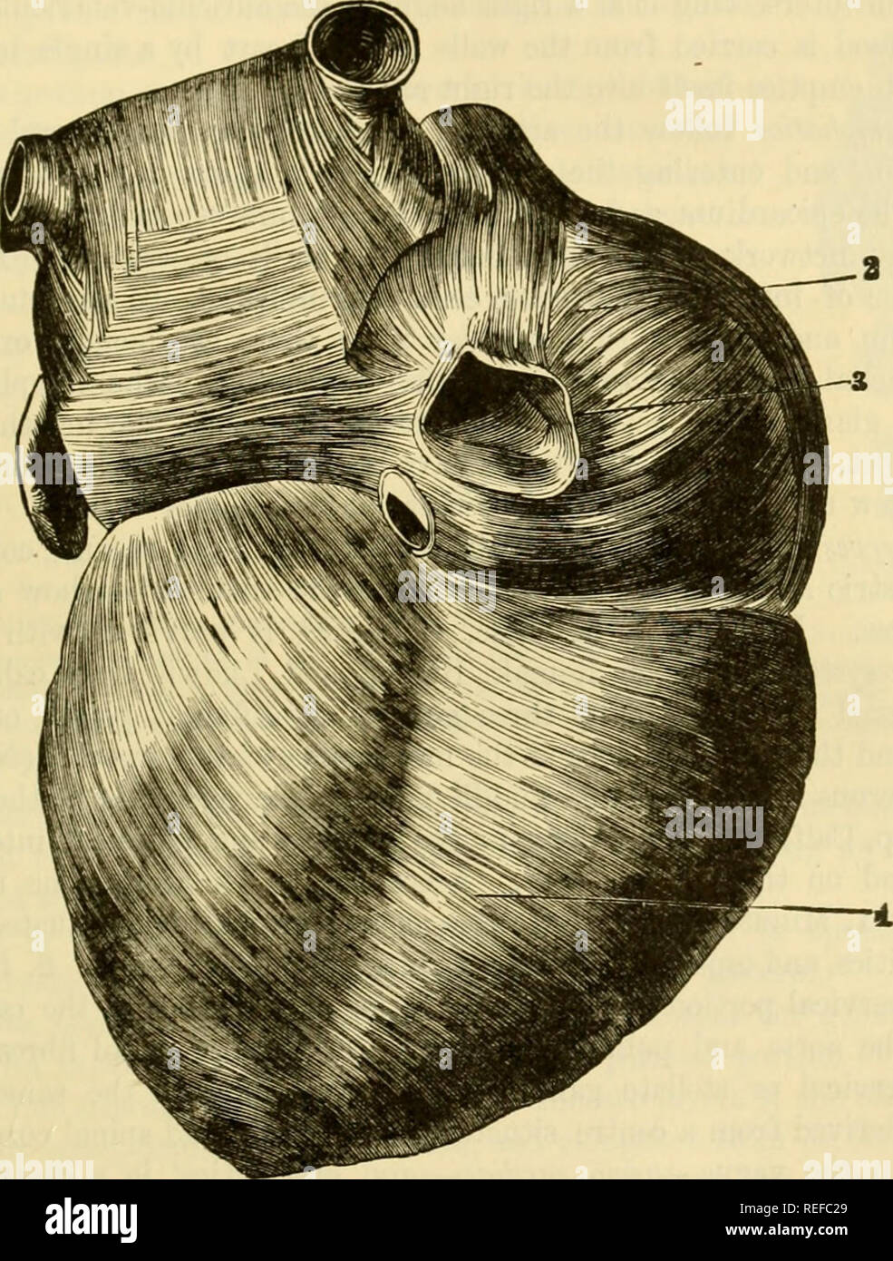 . The comparative anatomy of the domesticated animals. Horses; Veterinary anatomy. THE HEART. 59&amp; The unifive fibres constitute two thin bands—u right and left, caiTied from one auricle to the other. The proper fibres are divided into several fasciculi, some of which are arranfred in rings around the auriculo-ventricular opening ; others in interwoven loops; and others, again, in sphincters, which surround the entrance of the veins. These fibres are arranged in such a manner that, in contracting, they diminish the auricles by their superior and lateral planes and extremities, and propel th Stock Photo