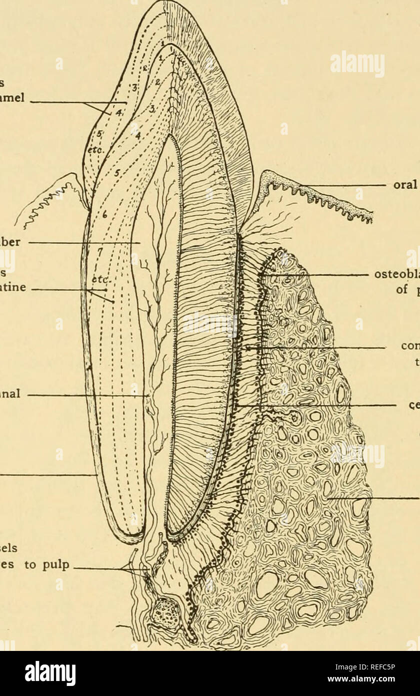 the root alveolus