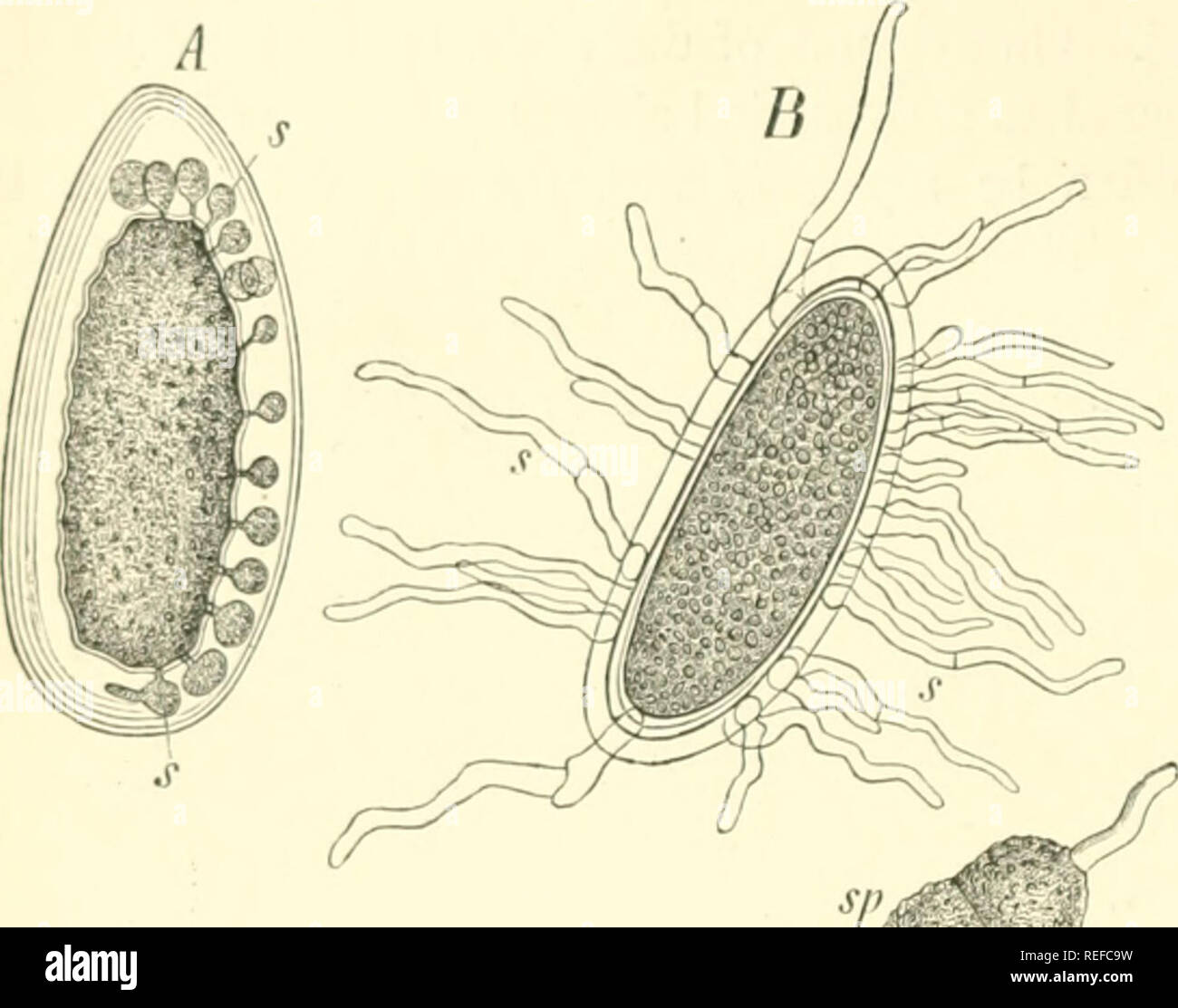 . Comparative morphology and biology of the fungi, mycetozoa and bacteria. Fungi -- Morphology; Bacteria -- Morphology. ' '4 DIVISION I.—GENERAL MORPHOLOGY. In compound spores each merispore germinates in the same way as a simple spore or has the power of doing so (see Fig. 59 C). It is not uncommon to see a germ-tube proceeding from almost every merispore, even where they are many in number, as in Pleospora herbarum and Cucurbitaria Labium. Sometimes certain merispores only germinate as a rule, and if the cells are arranged in a simple row his is usually the case with one or both the terminal Stock Photo