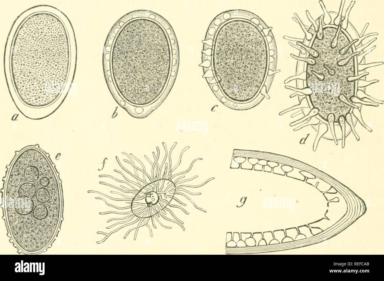 . Comparative morphology and biology of the fungi, mycetozoa and bacteria. Fungi -- Morphology; Bacteria -- Morphology. I I 2 DIVISION I. GENERAL M&lt; ilil'lIOLOGV. A more noteworthy special case which recalls the formation of swarm-spores is that of the germination of the acrogenously formed spores (gonidia) of the plasmato- parous Peronosporeac (Peronospora densa, Rab. and P. pygmaea, Unger); here when a spore is placed in water the whole of the protoplasm suddenly swells and issues from the papilla-like tip of the spore which opens to admit its passage, and assumes the form of a spherical  Stock Photo