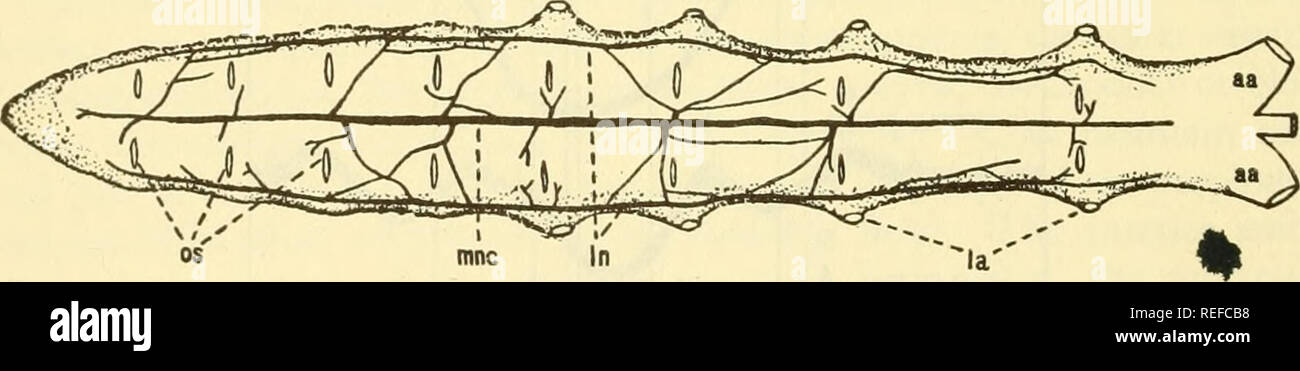 . Comparative animal physiology. Physiology, Comparative; Physiology, Comparative. 544 Comparative Anhnal Physiology ventricle, and the auricle contracts until the high pressure in the ventricle closes the auriculoventricular (AV) valves (Fig. 197). In man the ventricles first contract with the AV valves closed (isometric contraction) for 0.05 sec, then during ejection of blood for 0.22 sec; ventricular relaxation lasts 0.53 sec, the auricles contract for 0.11 sec. and are in diastole 0.69 sec^^ Thus the entire sequence in the vertebrate heart consists of successive contractions of auricles an Stock Photo