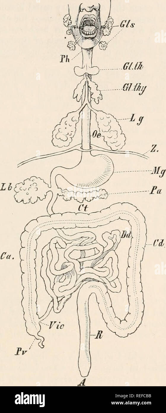 . Comparative anatomy of vertebrates. Anatomy, Comparative; Vertebrates. ALIMENTARY CANAL AND ITS APPENDAGES 311 into duodenum, jejunum and ileum, and the large intestine into colon and rectum. A blind-gut or ccecum is often present at the junction of the large and small intestine. Between the stomach Gls Gl.th Gl.thy. Fi&lt;;. 227.—DIAGRAM or THE ALIMENTARY CANAL OF MAN. A, anus ; Ca, Ct, Cd, ascending, transverse, and descending portions of the colon : Dd, small intestine ; Gls, salivary glands; Gl.th, thyroid; Gl.thy, thymus ; Lb, liver ; Lg, lung; Mg, stomach ; Oe, oesophagus ; Pa, pancrea Stock Photo