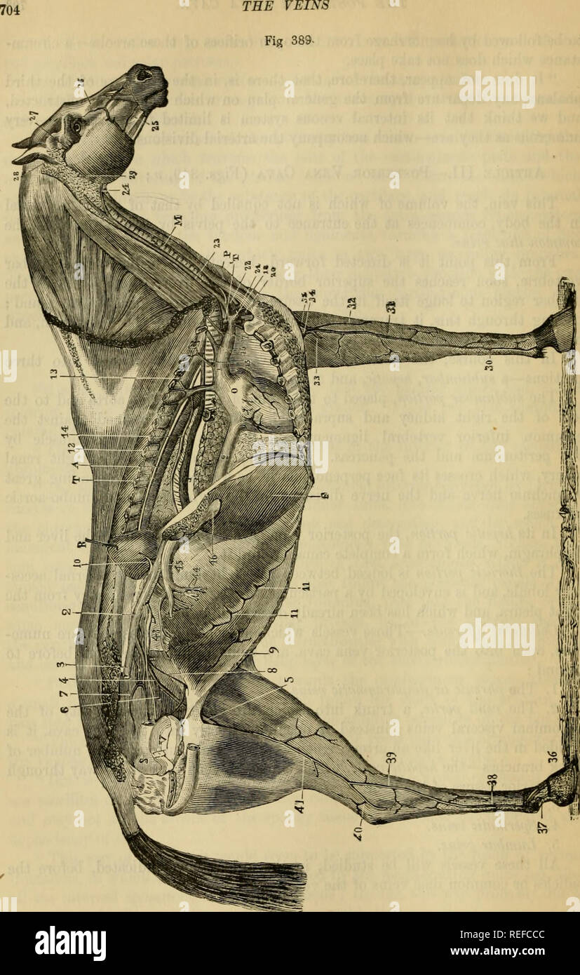 . The comparative anatomy of the domesticated animals. Veterinary anatomy. GENERAL VIEW OF THE VEINS IN THE HORSE. 1, Anterior vena cava; 2, 2, posterior vena cava; 3. right common iliac vein, divided at the ilio- sacral articulation; 4, left common iliac vein; 5, femoral vein; 6, obturator vein; 7, subsacral vein; 8, left spermatic vein; 9, posterior abdominal vein; 10, renal vem: 11, 11, ascending branches of the asternal vein; 12, vena azvgos, with itsjntercostal tranche^, and in hjnt the subdorsal venous branch, 13; 14, oesophageal vein: &quot; ' ' ' &quot;â 15, dorsal or dorso-muscular ve Stock Photo