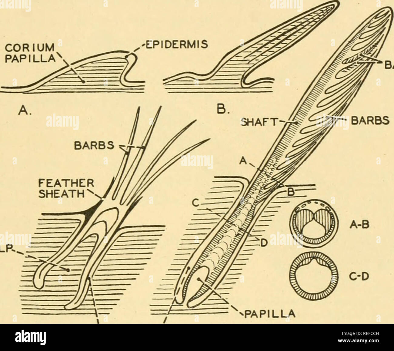Comparative Anatomy Anatomy Comparative The Integumentary System 173 Birds Which Have Descended From Reptihan Ancestors Still Have Scales On Their Feet And Even Their Bills And Claws Are Presumably Enlarged And