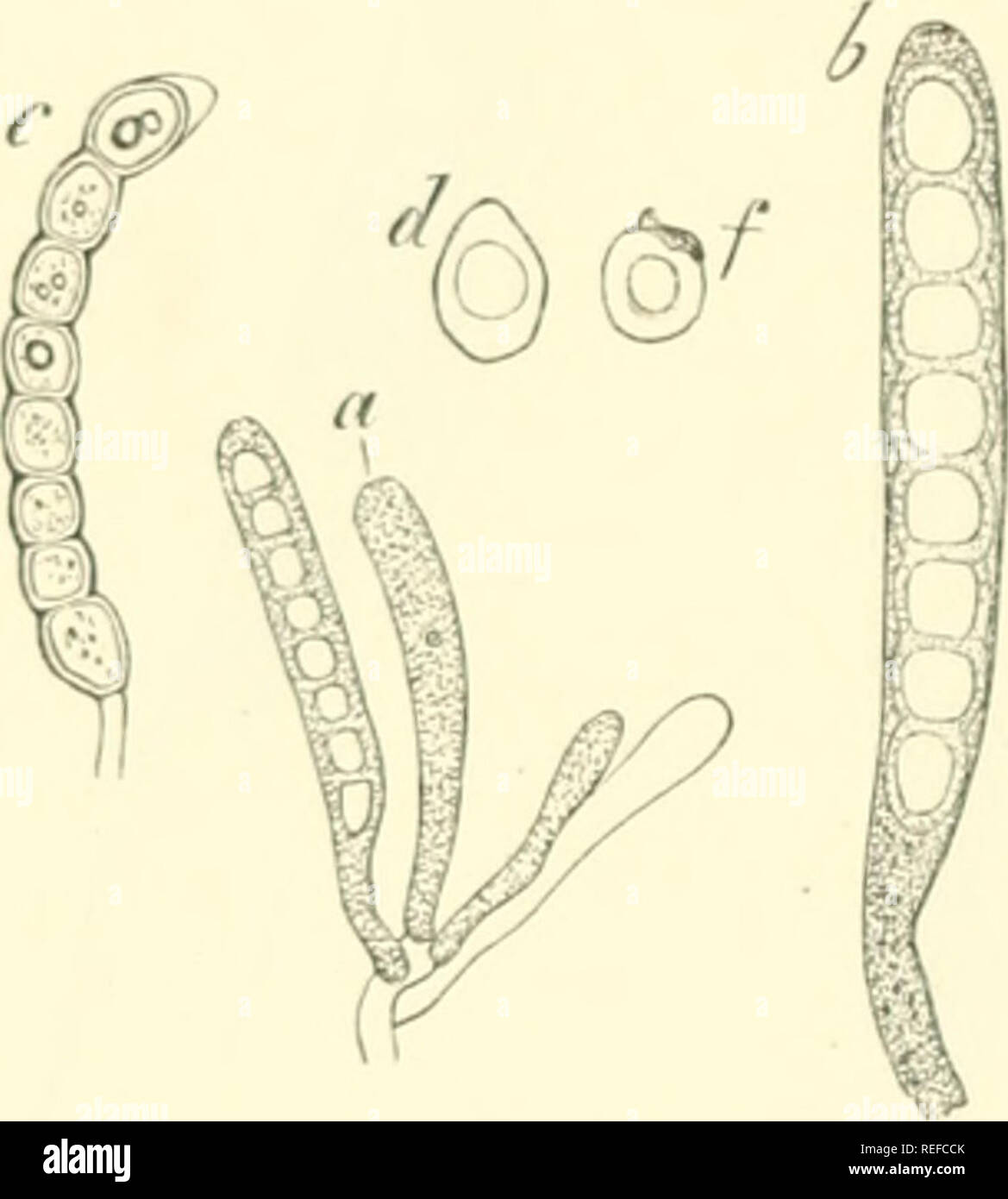 . Comparative morphology and biology of the fungi, mycetozoa and bacteria. Fungi -- Morphology; Bacteria -- Morphology. 96 DIVISION I. GENERAL MGRl'TIOLOGV. as it was described in Peziza Sclerotiorum, &amp;c. (Fig. 43i&gt; which is extended by stretching into a thin membrane, it becomes a question whether the thickenings in the cases we are considering arc not extended in the same way into thin membranes with the expansion of the ascus, and arc to In- i on si d&lt; red therefore as reserve-pieces of membrane destined to be extended and to assist in the ejection of the spores, and comparable wi Stock Photo