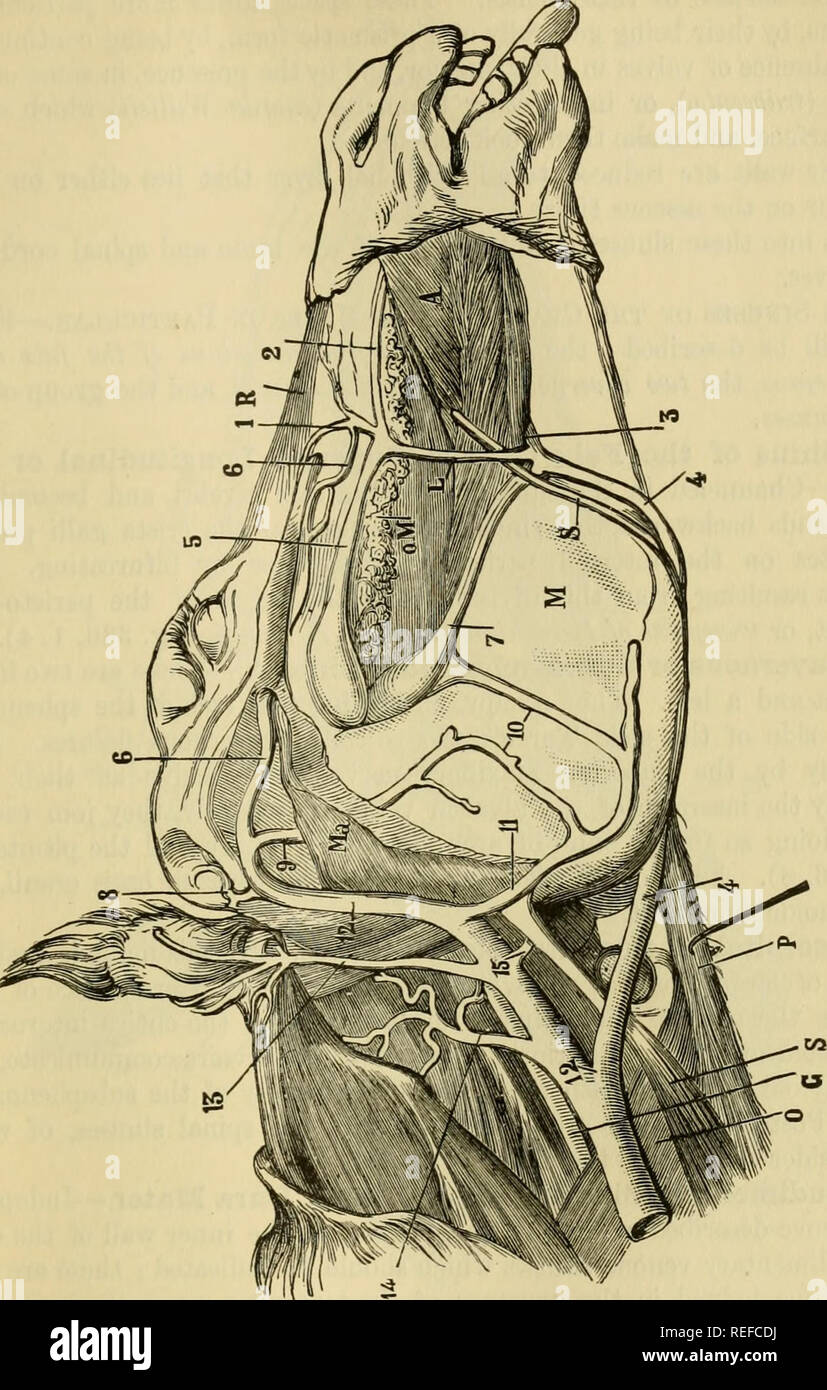 . The comparative anatomy of the domesticated animals. Veterinary