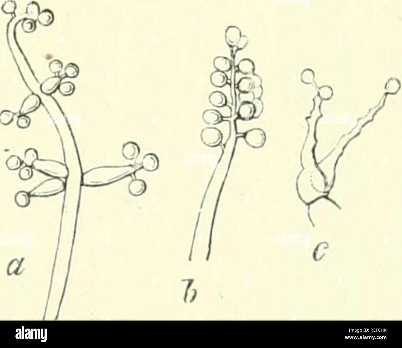 . Comparative morphology and biology of the fungi, mycetozoa and bacteria. Fungi -- Morphology; Bacteria -- Morphology. FIG. 31. Dactylium macrosporitm, Fr. Extremities of spori- ferous hyphae. a in a dry state with a head of spores above, b in water with the primordia of the youngest spores j at the extremities of the branches, the small unevennesses beneath being the points of attachment of the older spores which have become detached in the water. Magn. 300 times.. FlG. 32. Botrytis Bassii, Bals. a end of a young sporiferous hypha ; short lateral branchlets have successively abjointed each 1 Stock Photo