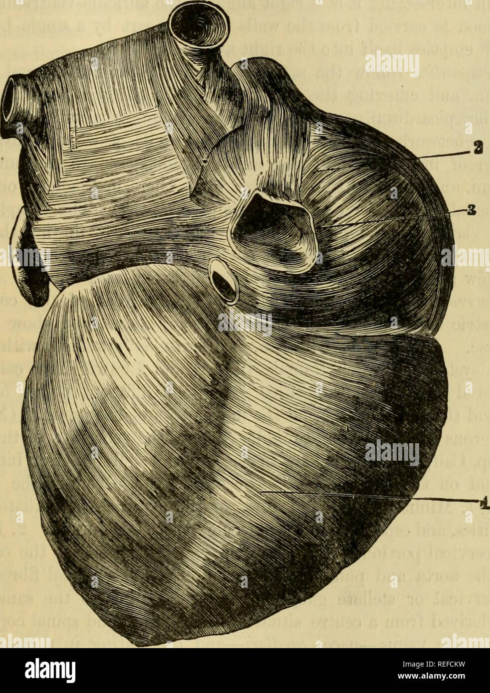 . The comparative anatomy of the domesticated animals. Veterinary anatomy. THE HEART. 595 The unitive fibres constitute two thin bands—a right and left, caiTied from one auricle to the other. The proper fibres are divided into several fasciculi, some of which are arranged in rings around the auriculo-ventricular opening ; others in interwoven loops; and others, again, in sphincters, which suiTound the entrance of the veins. These fibres are arranged in such a manner that, in contracting, they diminish the auricles by their superior and lateral planes and extremities, and propel the blood towar Stock Photo