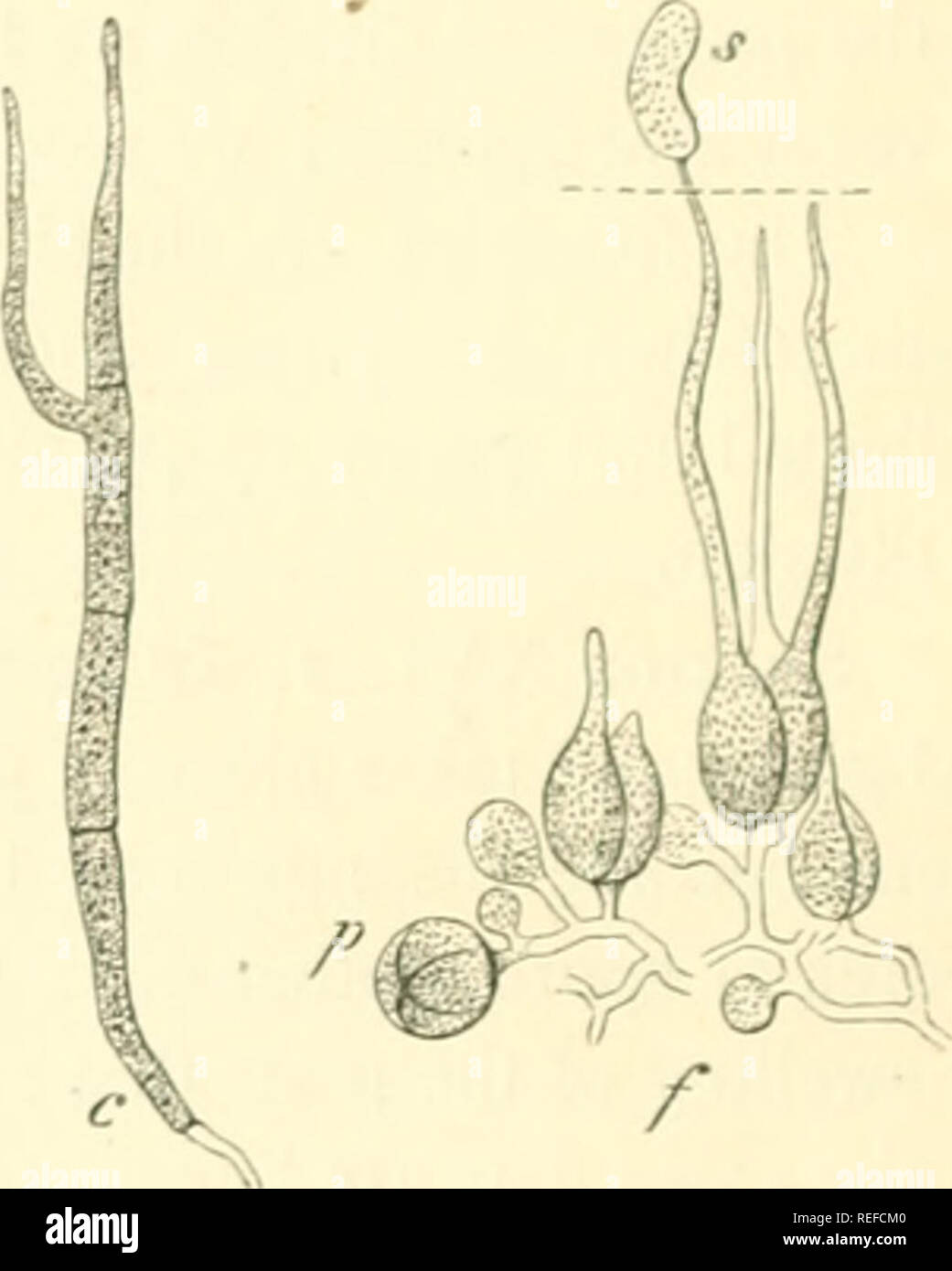 Basidia cylindrical hi-res stock photography and images - Alamy