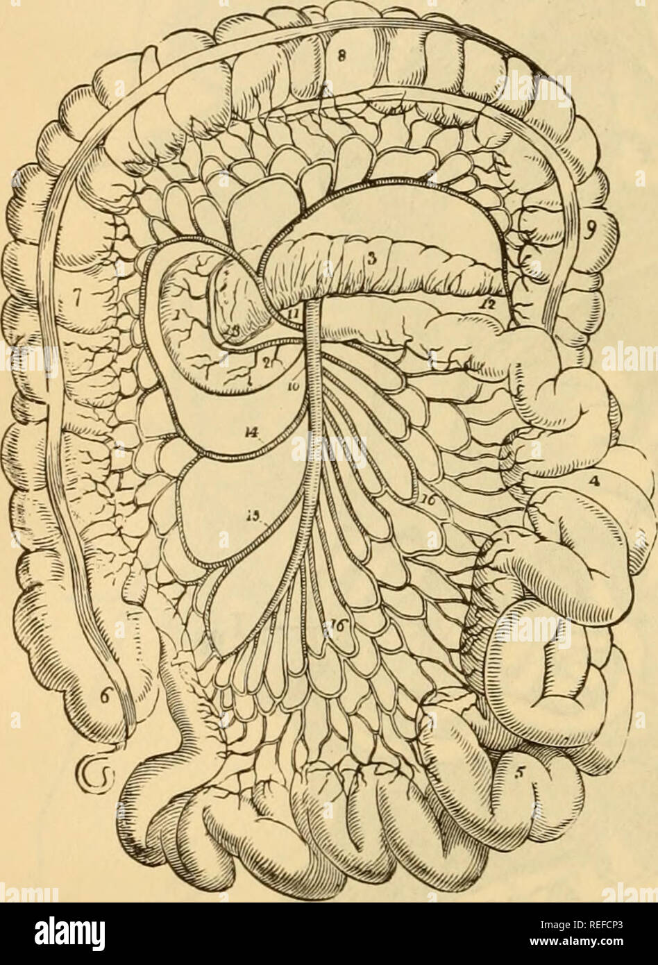 . The comparative anatomy of the domesticated animals. Horses