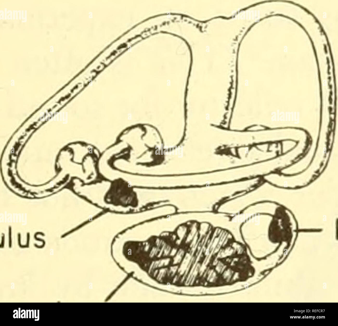 Comparative animal physiology. Physiology, Comparative; Physiology, Comparative. Phonoreception 483 ences in the two ears may be as much as 30 db, thereby contributing materially to the problem of localization. A phase Comparative animal physiology. Physiology, Comparative; Physiology, Comparative. Phonoreception 483 ences in the two ears may be as much as 30 db, thereby contributing materially to the problem of localization. A phase