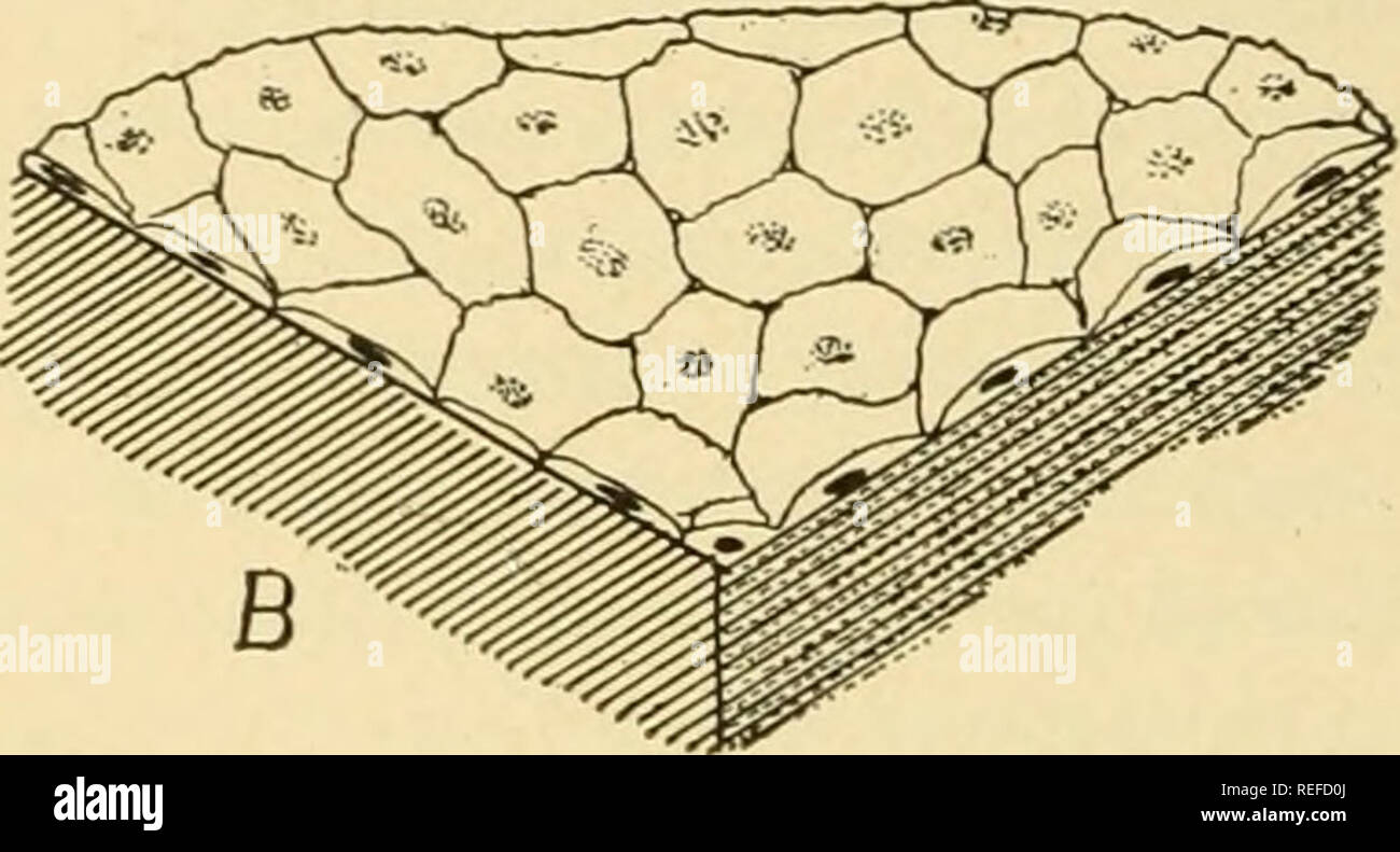 Comparative Anatomy Anatomy Comparative I30 Comparative Anatomy Animal Are The Gastrular Layers Persisting In Their Original Relations To Space By Far The Greater Part Of The Massive Adult Has Been Inserted