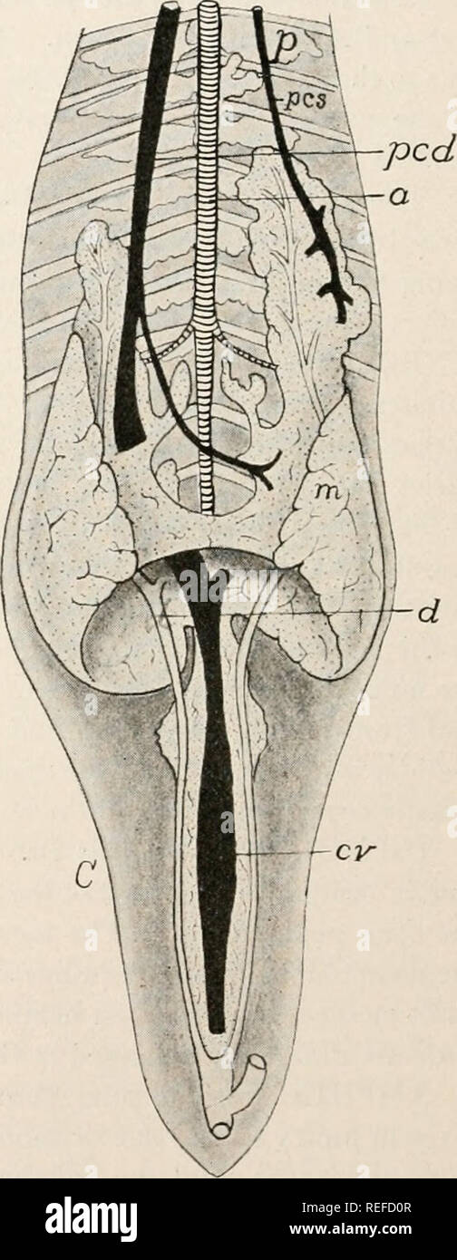. Comparative anatomy of vertebrates. Anatomy, Comparative; Vertebrates -- Anatomy. A. FIG. 327 .—Urinary organs of teleosts, after Haller. A, pronephros and ducts of young Salmofario; B, excretory organs of adult perch, Percafluviatilis; C, of carp, Cyprinus carpio; a, aorta; cv, caudal vein; d, urinary duct; m, mn, mesonephros; pcd, pcs, right and left postcardinal veins; p, pn, pronephros; r, rectum; u, urinary bladder; w, wd, Wolffian duct. The Wolffian ducts are excretory in both sexes and are also reproductive in the male. The ducts of the two sides open separately into the cloaca, with, Stock Photo