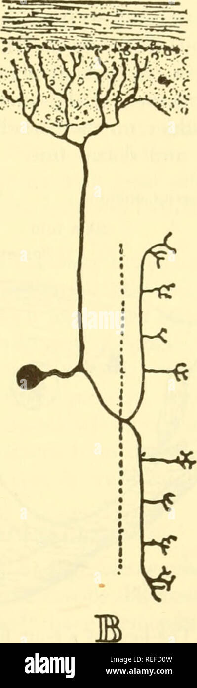 . Comparative animal physiology. Physiology, Comparative; Physiology, Comparative. A Fig. 147. A, Diagram of a firimitive sensory neurone. B, Typical vertebrate sensory neurone. The human olfactory neurones possess a peripheral cell body and resemble the type shown in A. Human taste neurones possess a centrally located cell body and resemble the type shown in B. After Cajar from Fulton.'&quot;' are less numerous and are scattered ox'cr the front, upper surface. These usually contain taste buds. (3) Circumvallate papillae, which are seven to ten in number in man, are larger than the two previou Stock Photo