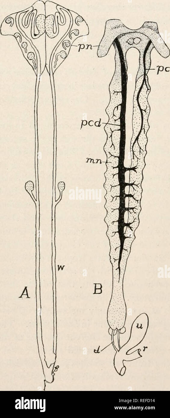 . Comparative anatomy of vertebrates. Anatomy, Comparative; Vertebrates -- Anatomy. 328 COMPARATIVE MORPHOLOGY OF VERTEBRATES. tional to the total body length. The anterior end of each loses its excretory char- acter and in the male becomes accessory to reproduction, as described above (p. 522). In the anura the organs are more compact and the differentiated anterior end is lacking, though the efferent ductules of the testes pass through the organ. The caecilians (fig. 334) resemble the urodeles, except in having the mesonephroi more lobulated, the result of aggregates of tubules around the co Stock Photo