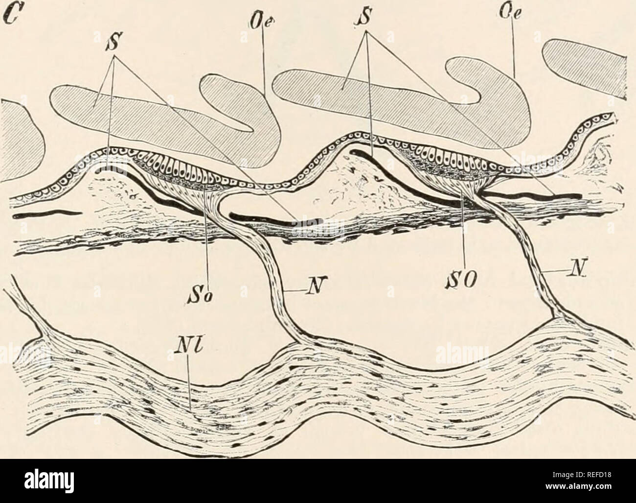 . Comparative anatomy of vertebrates. Anatomy, Comparative; Vertebrates. FIG. 184, A.—LONGITUDINAL VERTICAL SECTION OF THE SKIN AND A LATERAL LINE ORGAN OF Triton rrixtninx DURING THE BREEDING SEASON, WHEN THE ANIMAL LIVES IN THE WATER. (After Maurer.) A E and JE, external and internal layers of epiderm abutting against the sensory organs; BG, blood-vessel; SN, nerve; SZ, sensory cells; StZ,.supporting ctil 11: 13. —ISOLATED SUPPORTING (StZ) AND SENSORY (SZ) CELLS FROM A LATERAL LINE ORGAN OF TRITON. C.—VERTICAL SECTION THROUGH THE LATERAL CANAL OF Amia talva. (After Allis ; slightly modified. Stock Photo