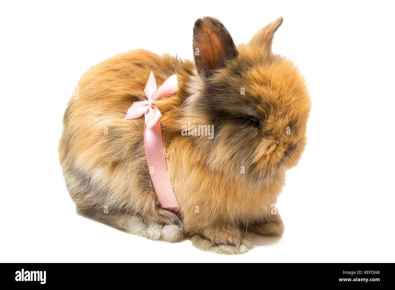 Tiny deals fluffy bunnies