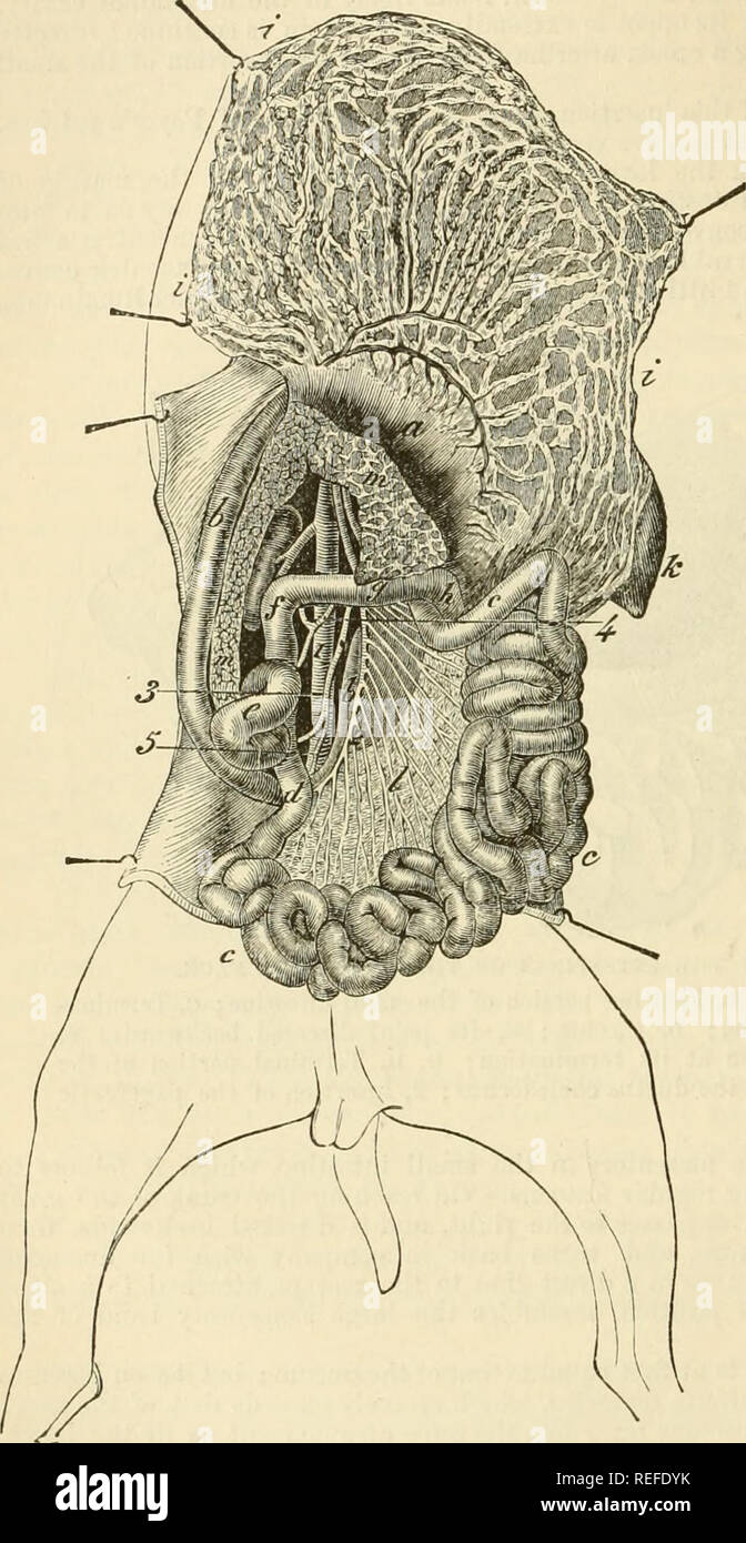The Comparative Anatomy Of The Domesticated Animals Veterinary Anatomy 416 The Digestive Apparatus In 31ammalia Of The Abdomen And Afterwards Suspended By The Short Mesenteric Frrenum Which Resembles The Great Colic