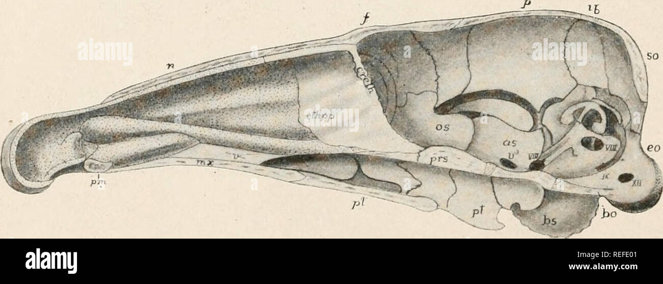 Comparative Anatomy Of Vertebrates Anatomy Comparative Vertebrates Anatomy 100 Comparative Morphology Of Vertebrates The Sphenoidalia Form The Sphenoid Bone Of Human Anatomy Basi And Pre Sphenoid Form A Body From