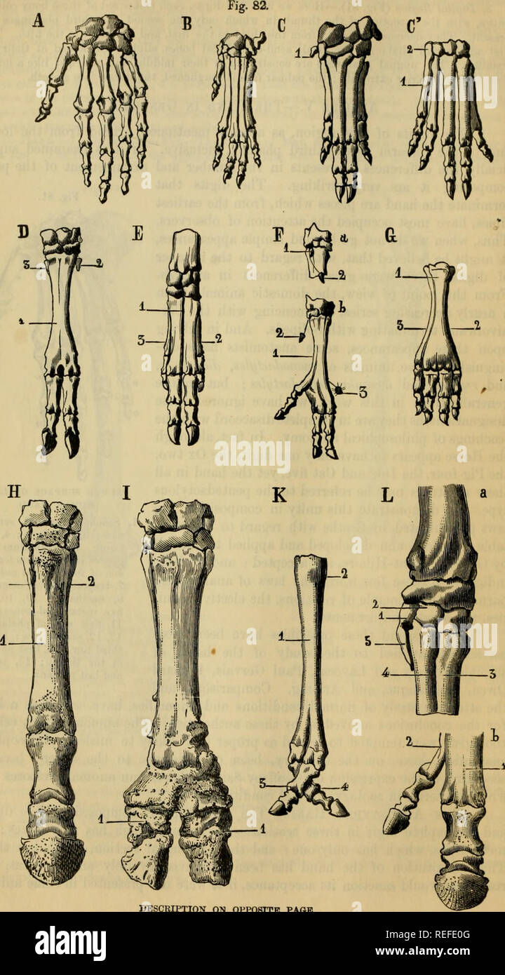 . The comparative anatomy of the domesticated animals. Veterinary ...